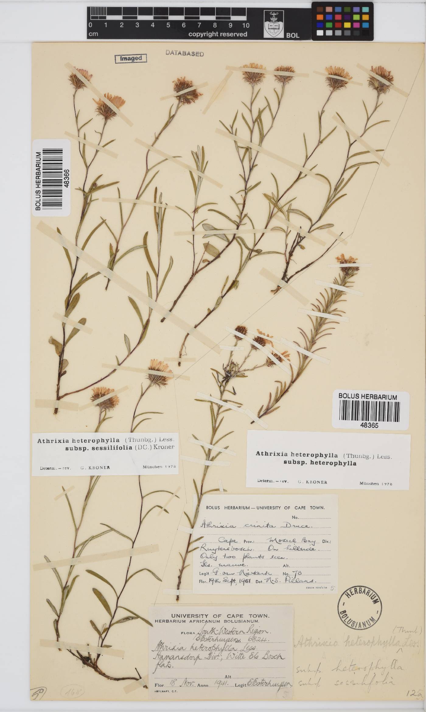 Athrixia heterophylla subsp. heterophylla image