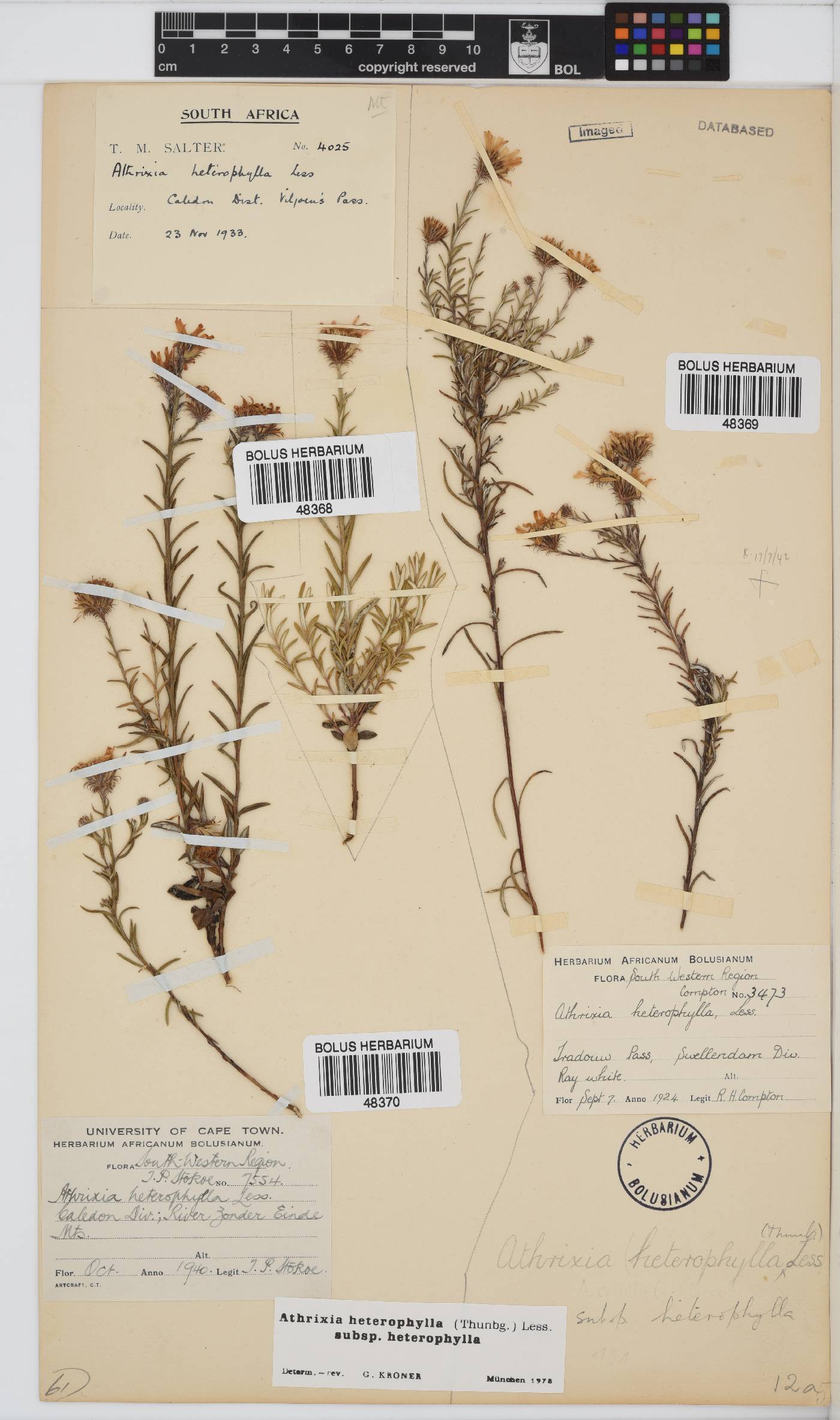 Athrixia heterophylla subsp. heterophylla image