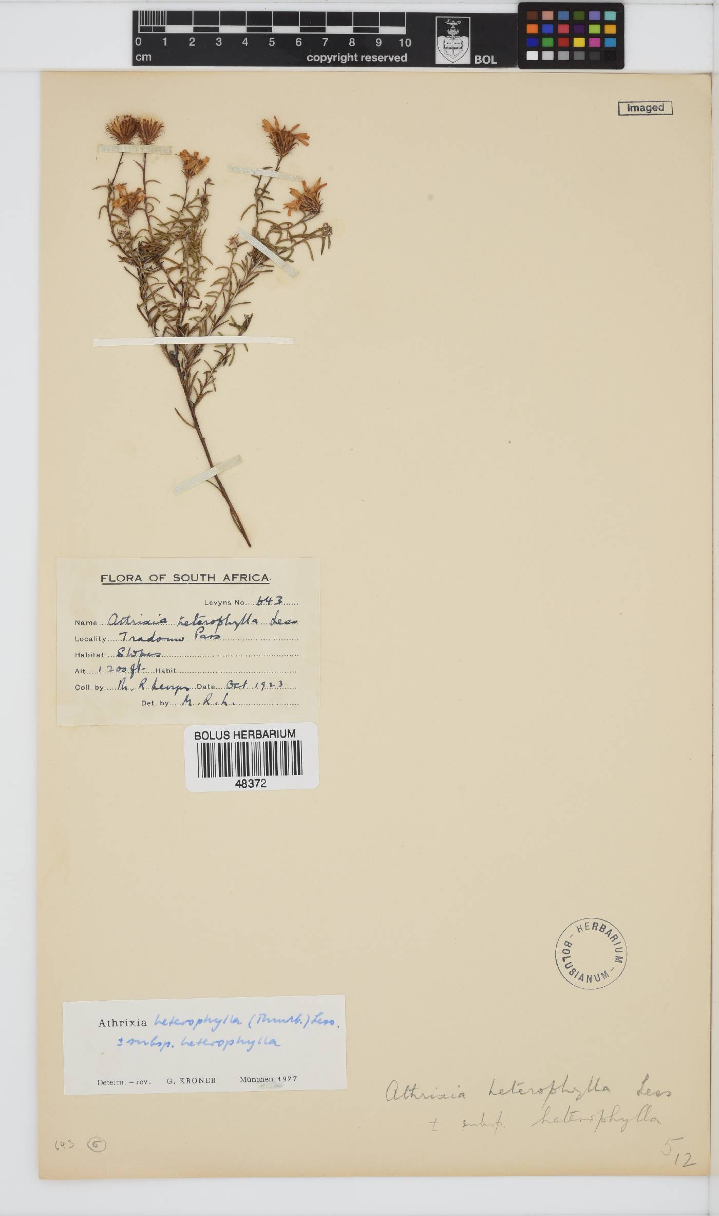 Athrixia heterophylla subsp. heterophylla image