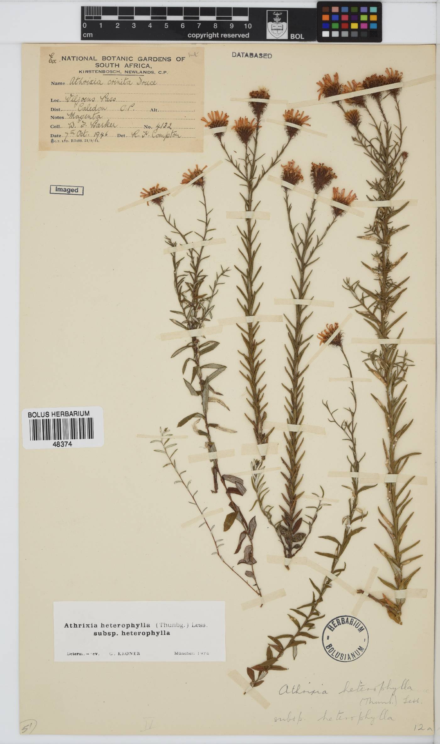 Athrixia heterophylla image