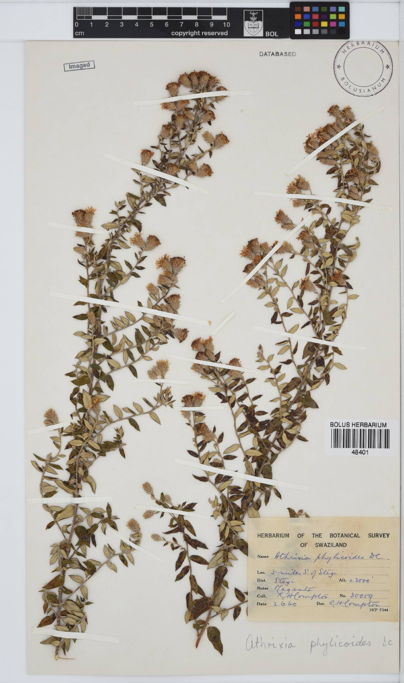 Athrixia phylicoides image