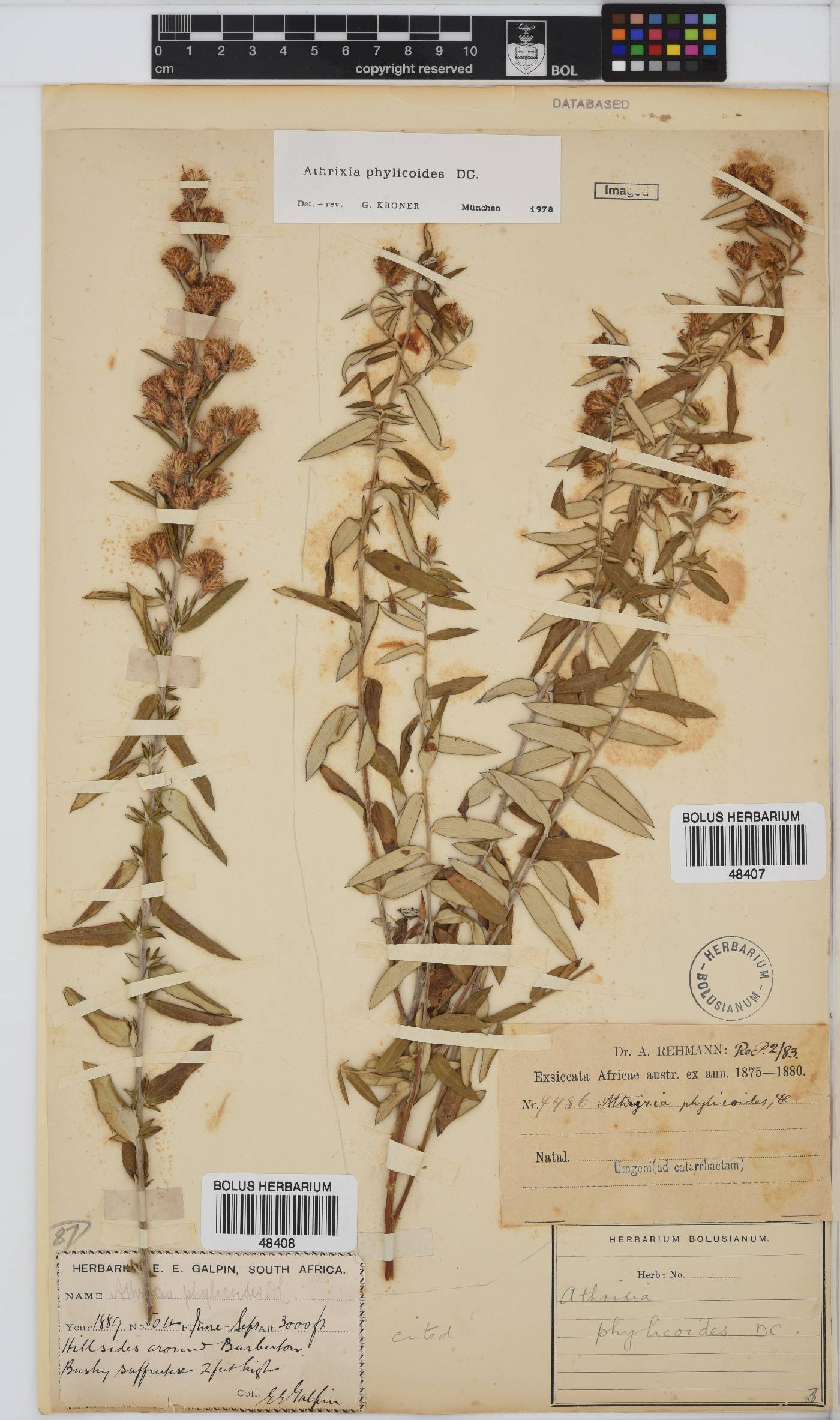 Athrixia phylicoides image