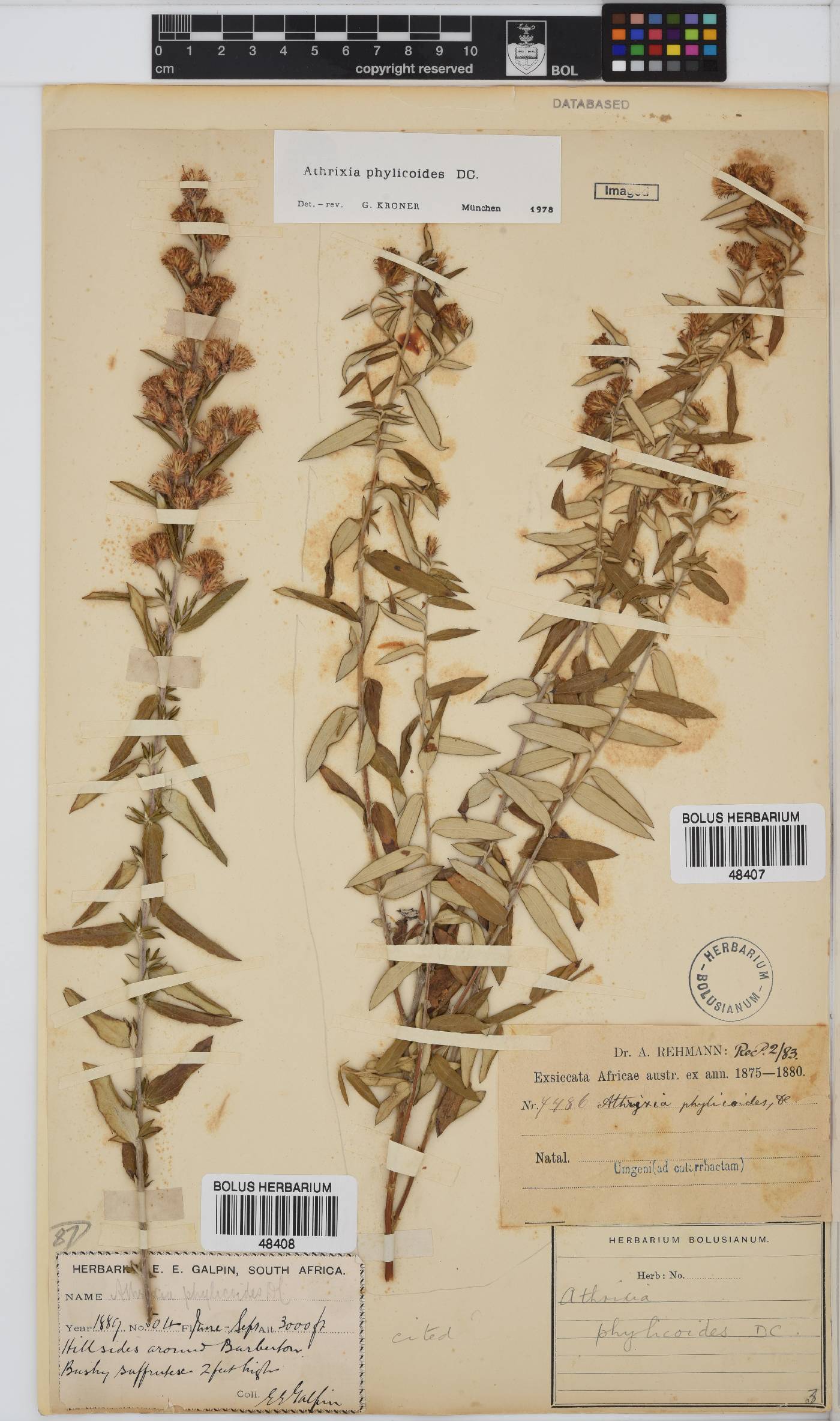 Athrixia phylicoides image