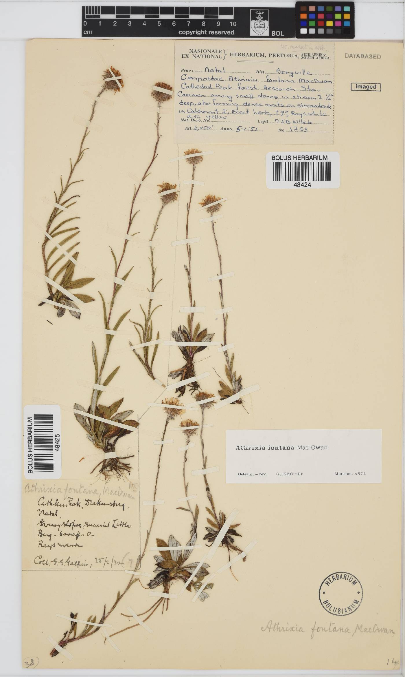 Athrixia fontana image