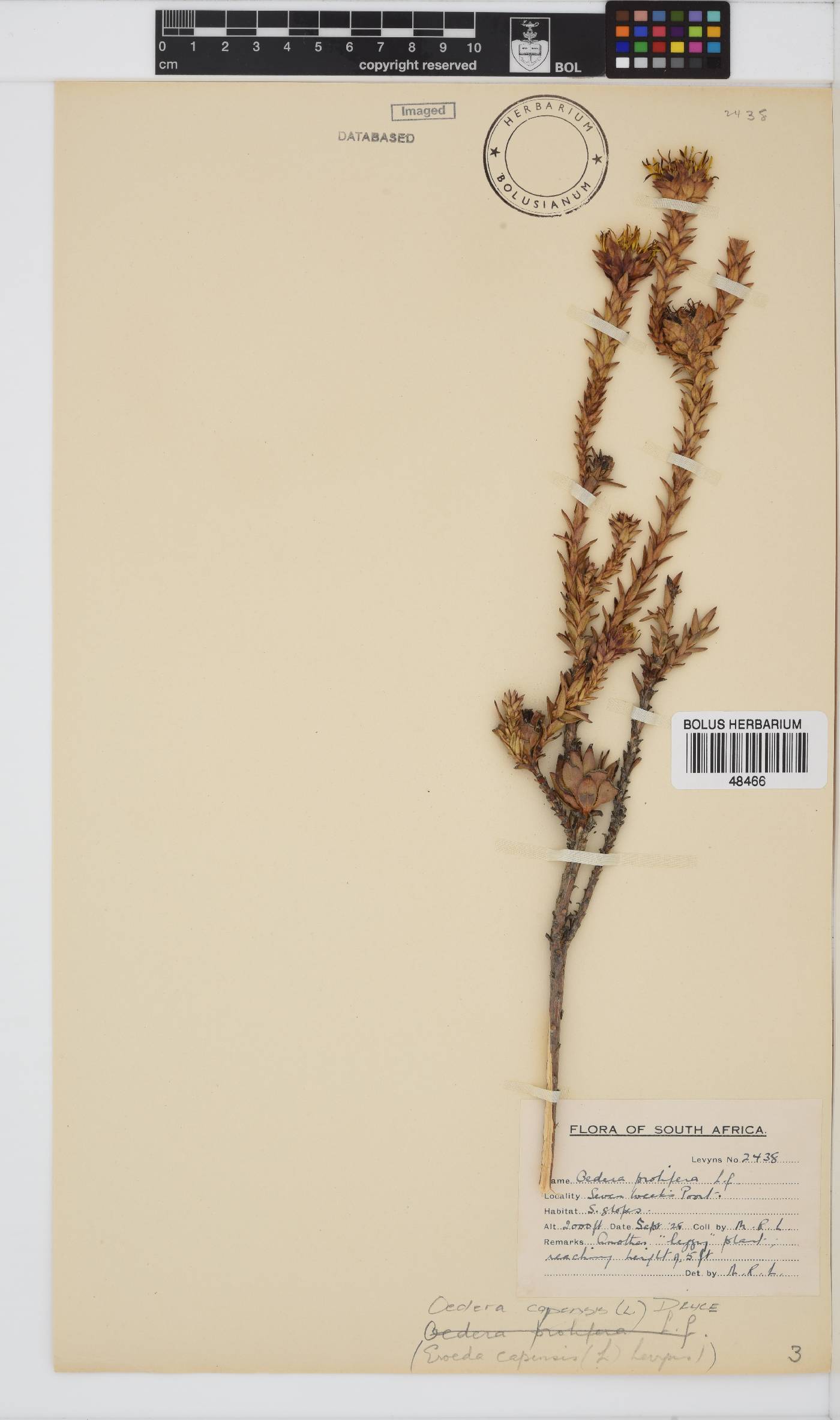 Oedera capensis image