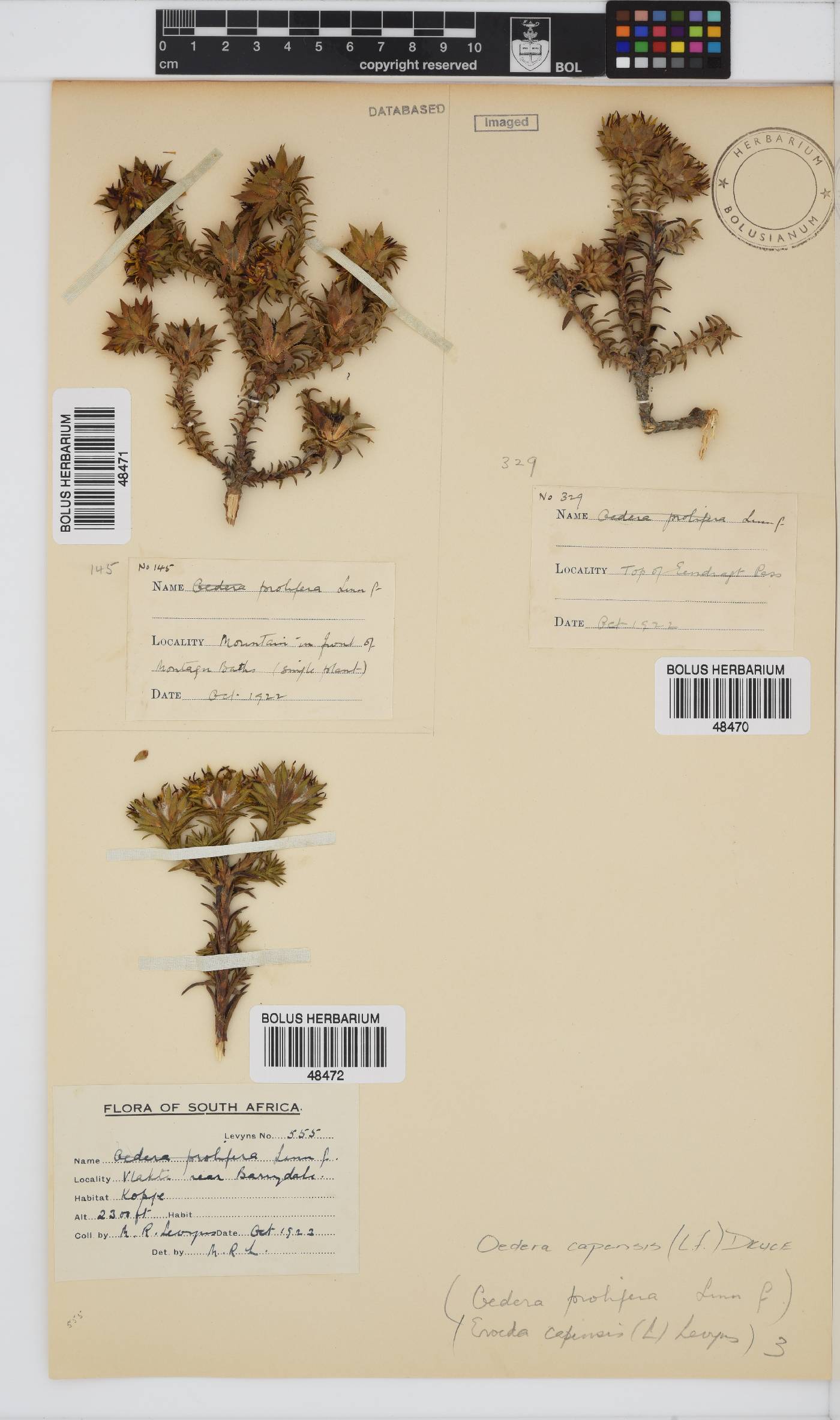 Oedera capensis image