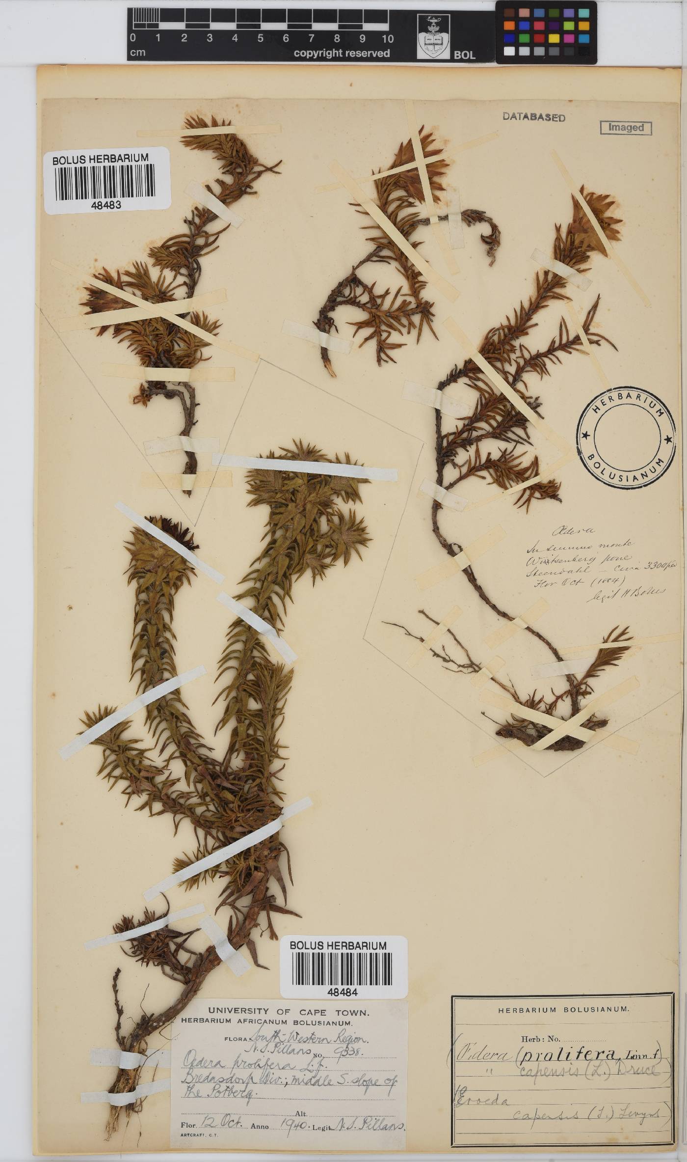 Oedera capensis image