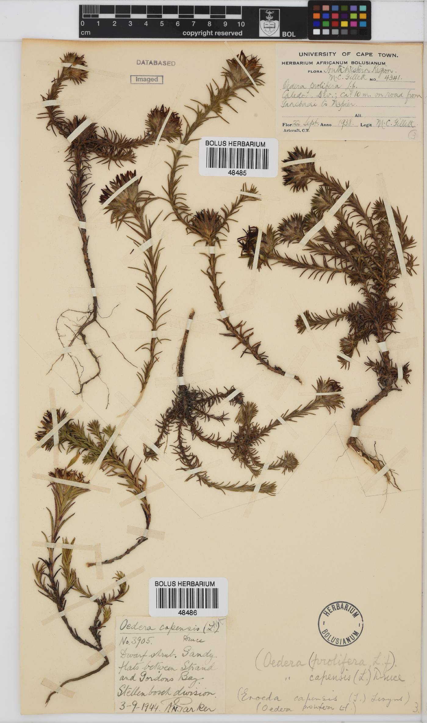 Oedera capensis image