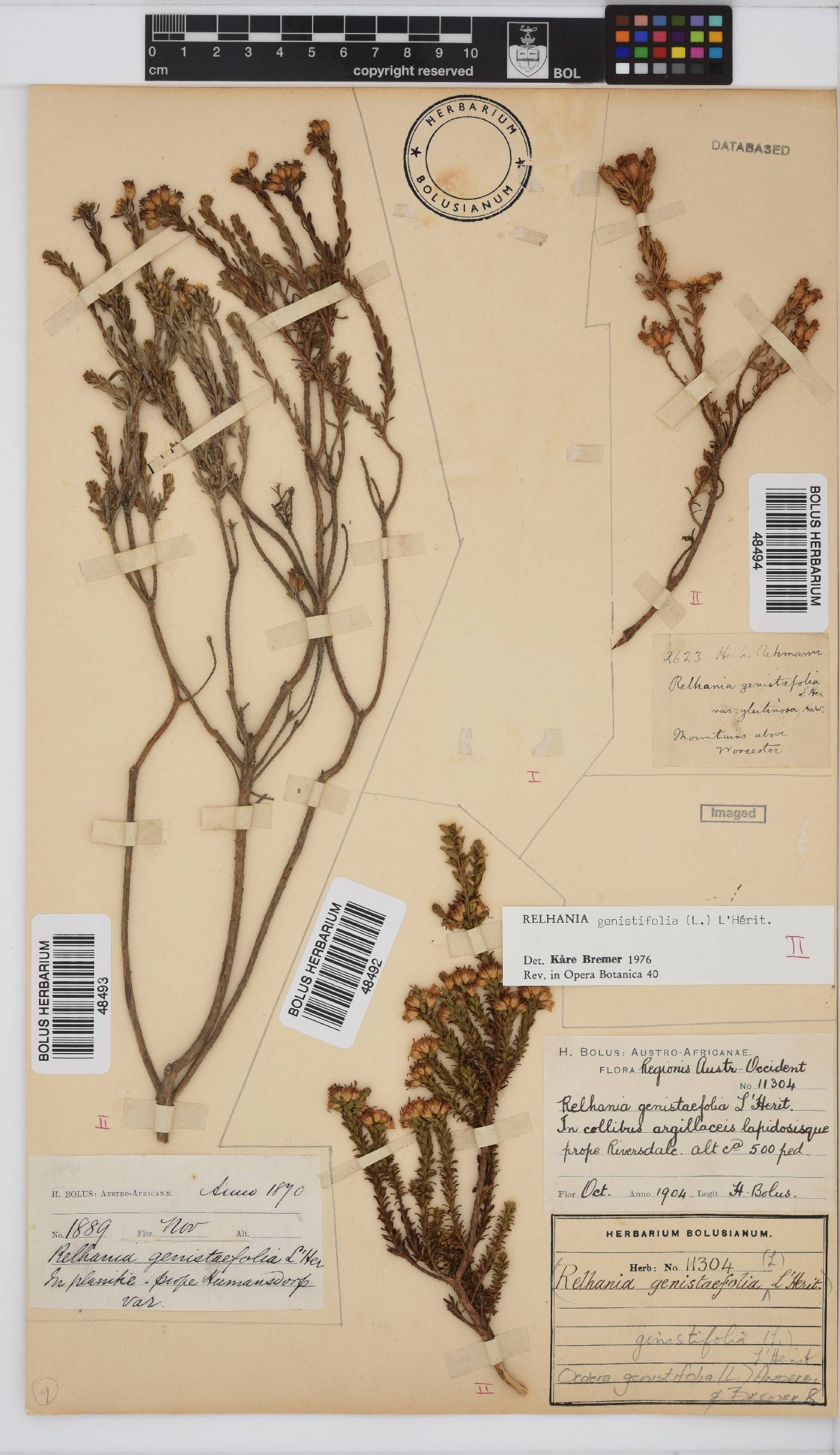 Oedera genistifolia image