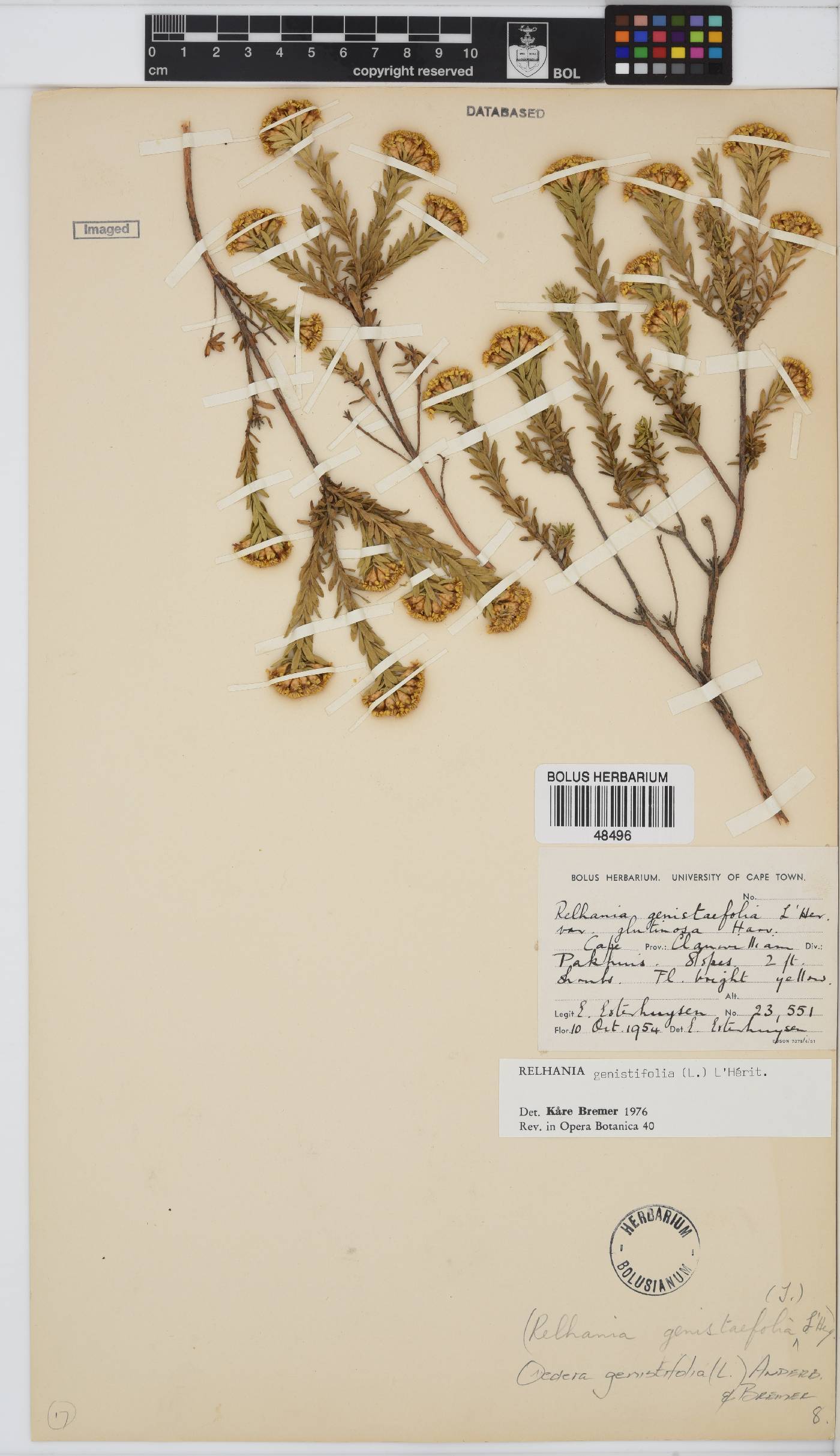 Oedera genistifolia image
