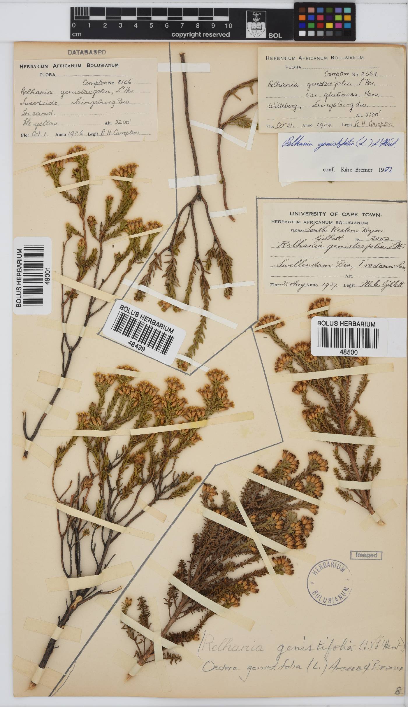 Oedera genistifolia image