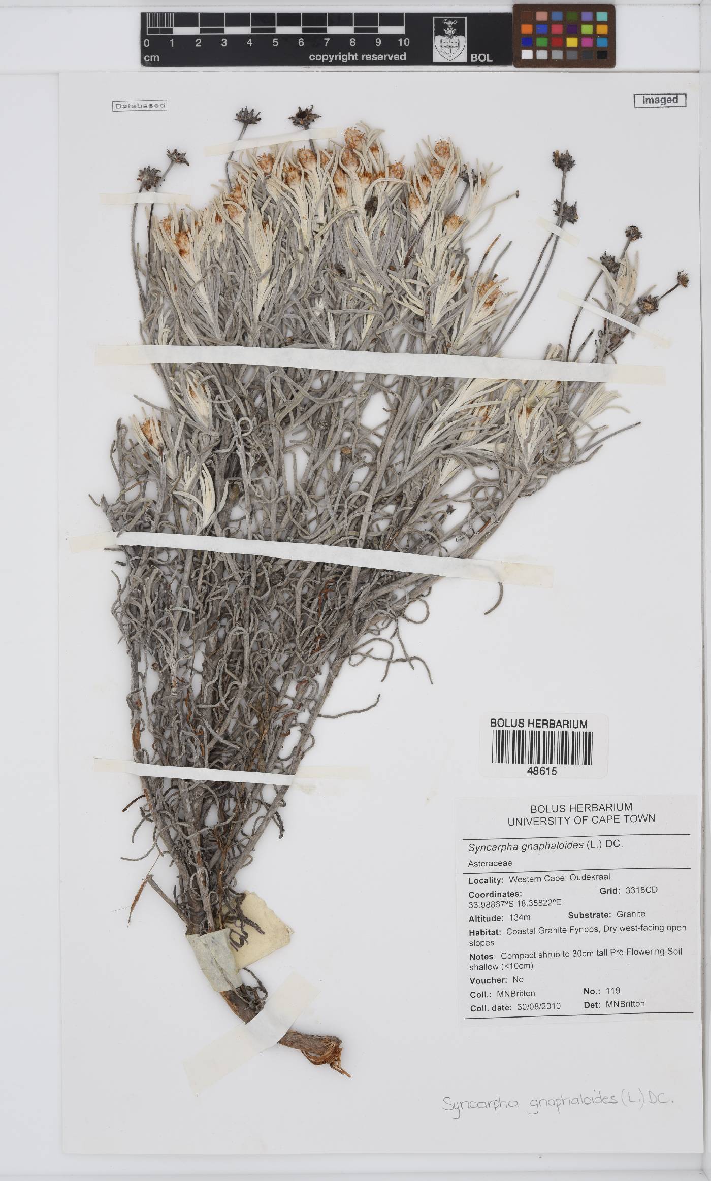 Syncarpha gnaphaloides image