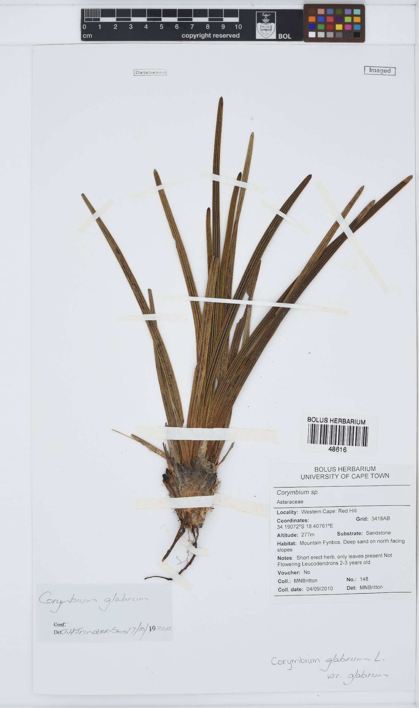 Corymbium glabrum var. glabrum image