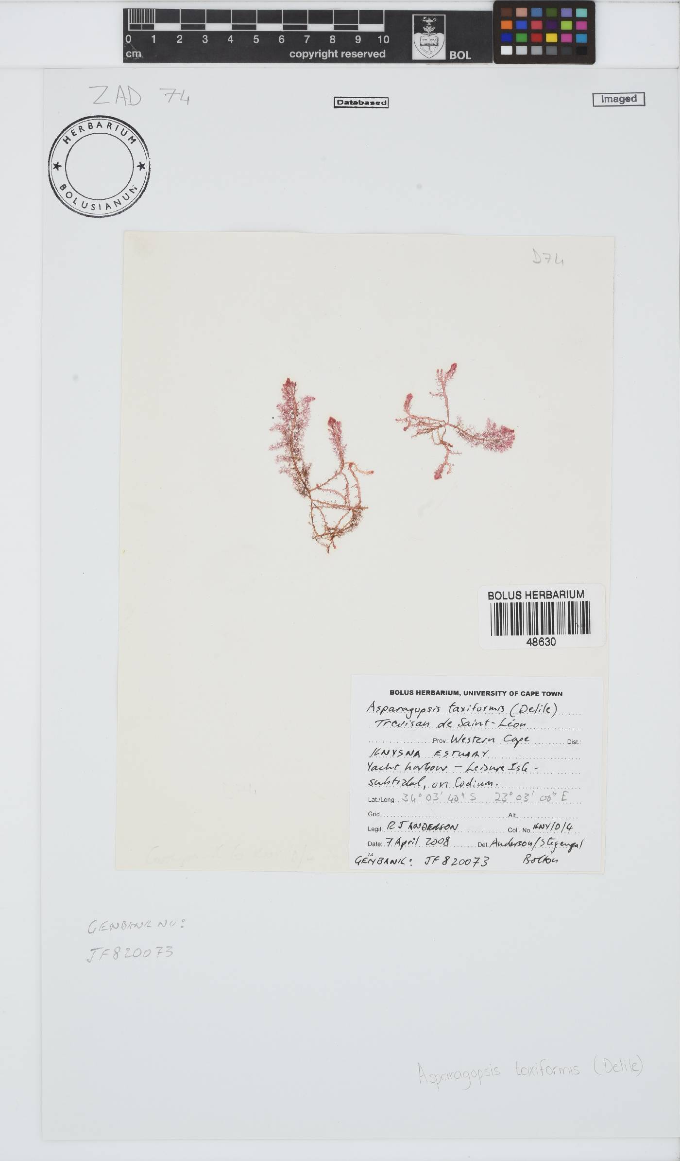 Asparagopsis taxiformis image
