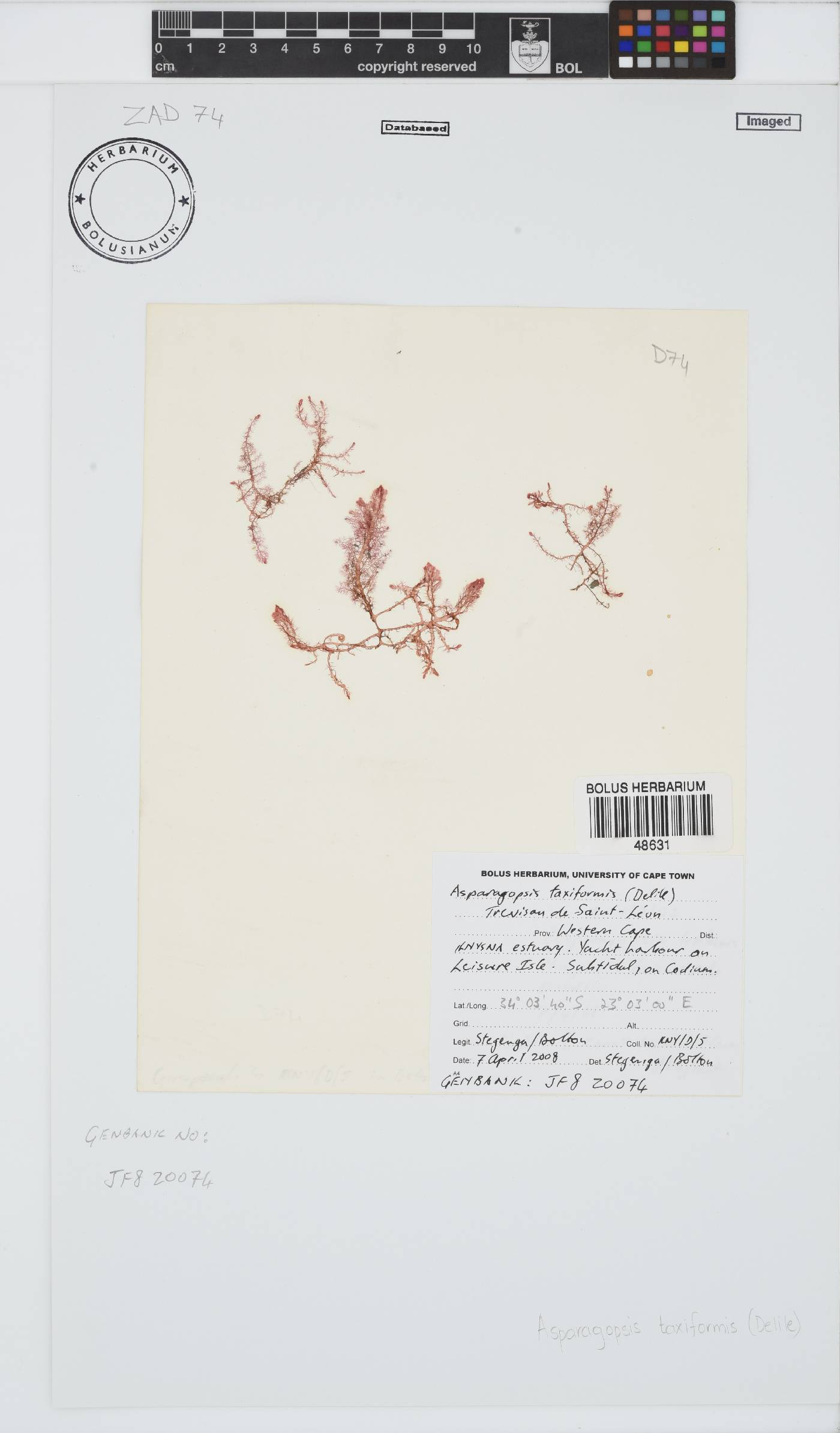 Asparagopsis taxiformis image