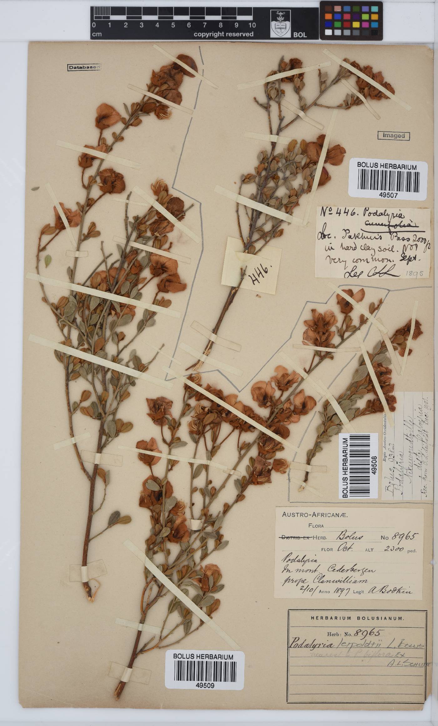 Podalyria leipoldtii image