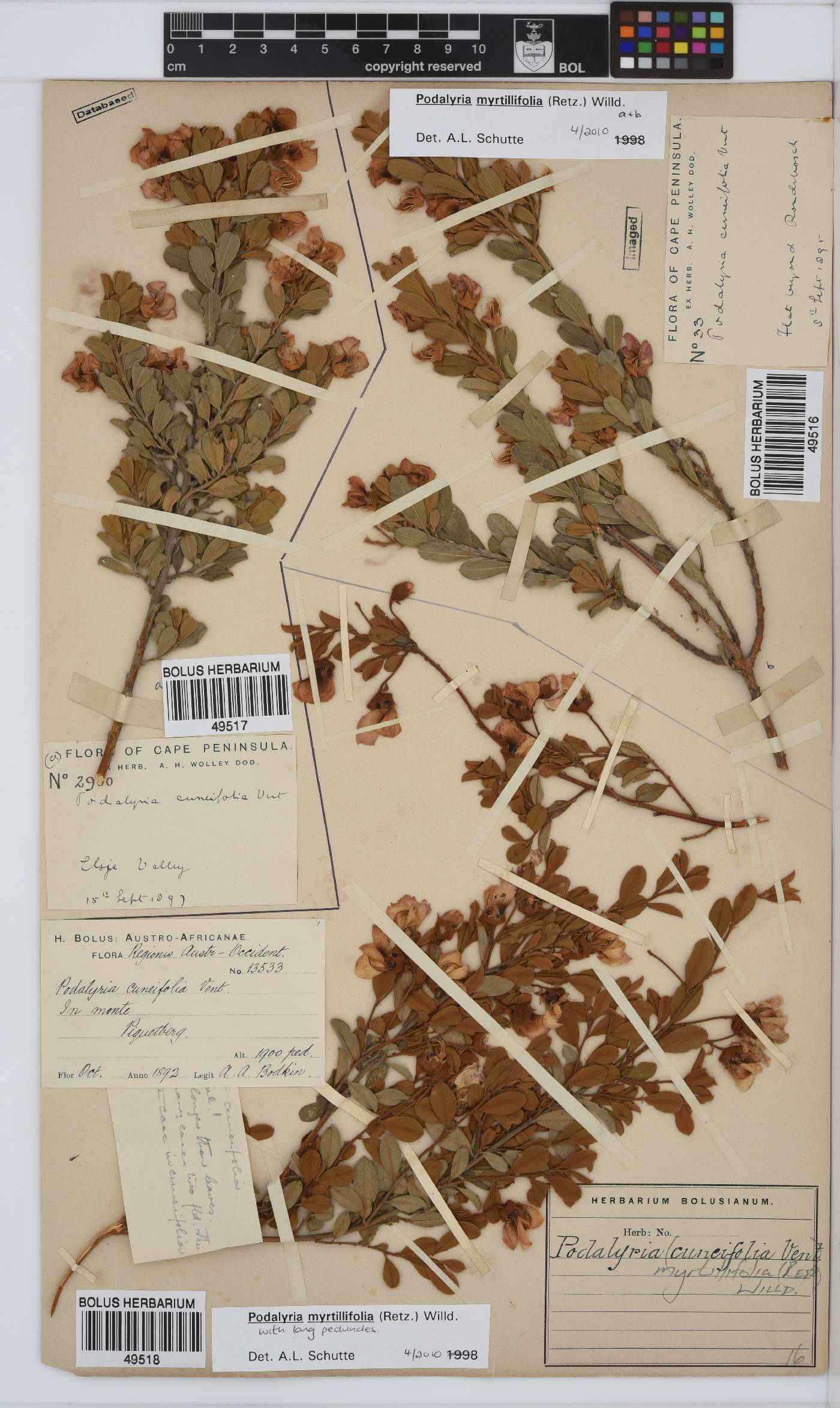 Podalyria myrtillifolia image