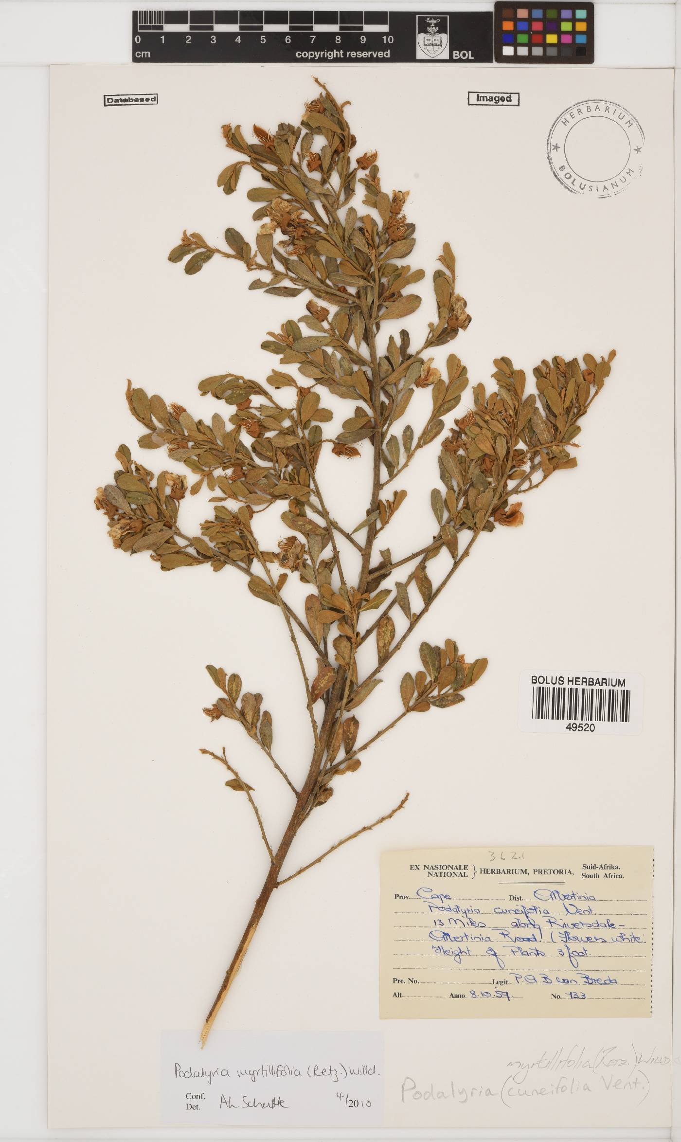 Podalyria myrtillifolia image