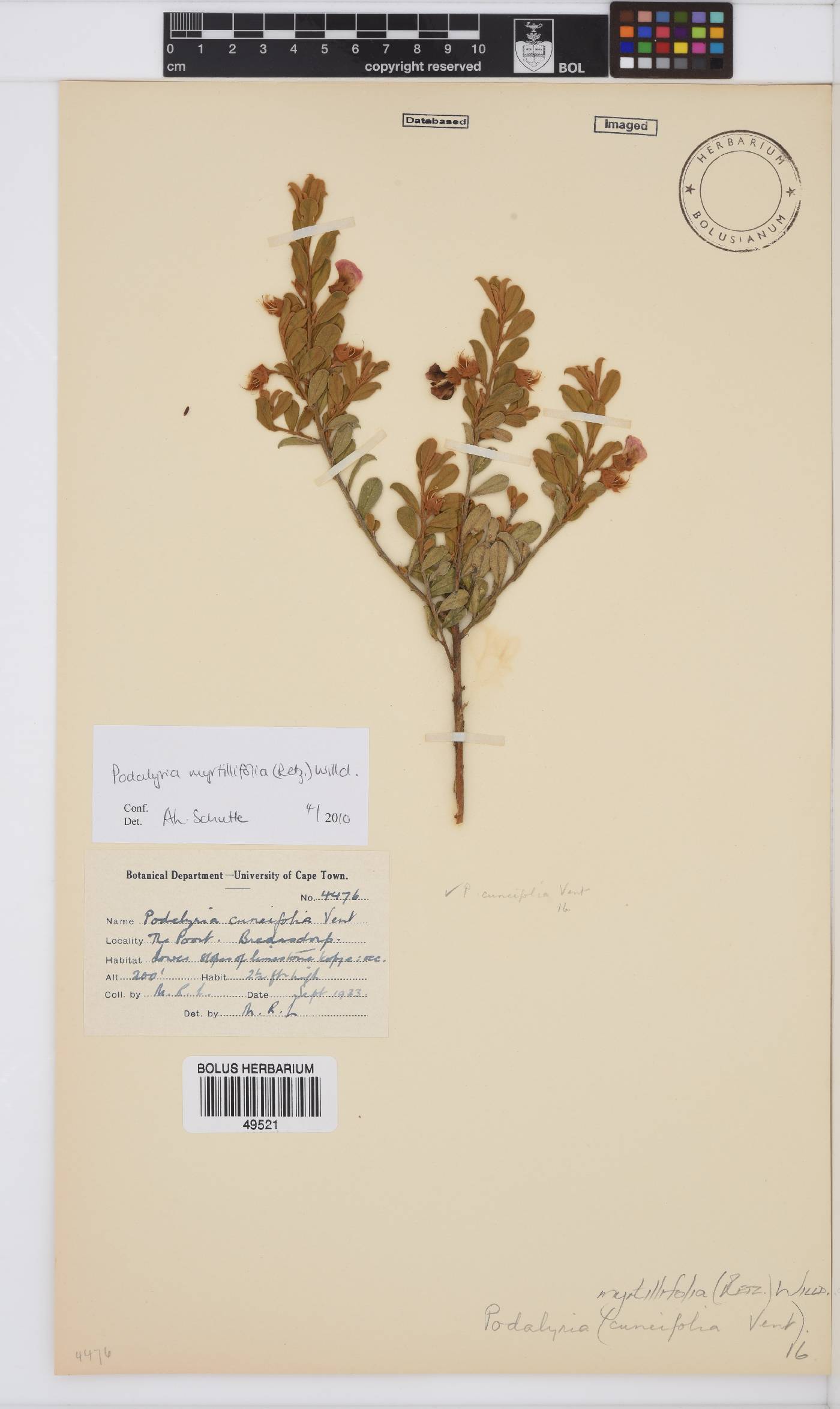 Podalyria myrtillifolia image