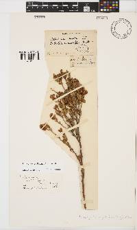Podalyria myrtillifolia image