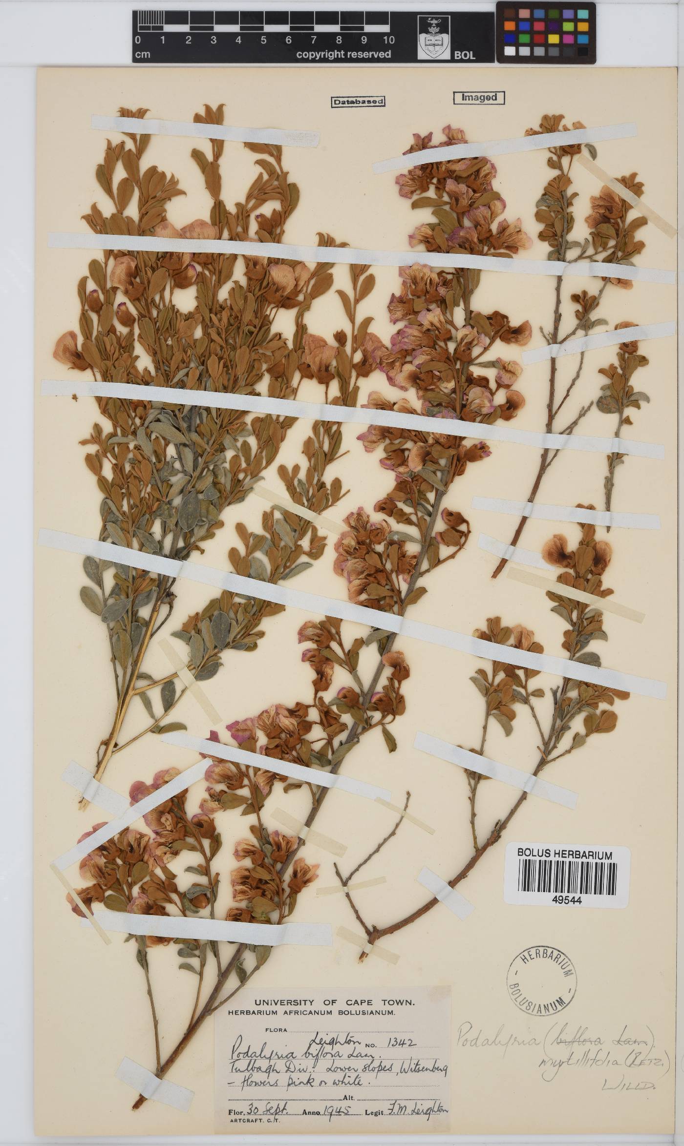Podalyria myrtillifolia image