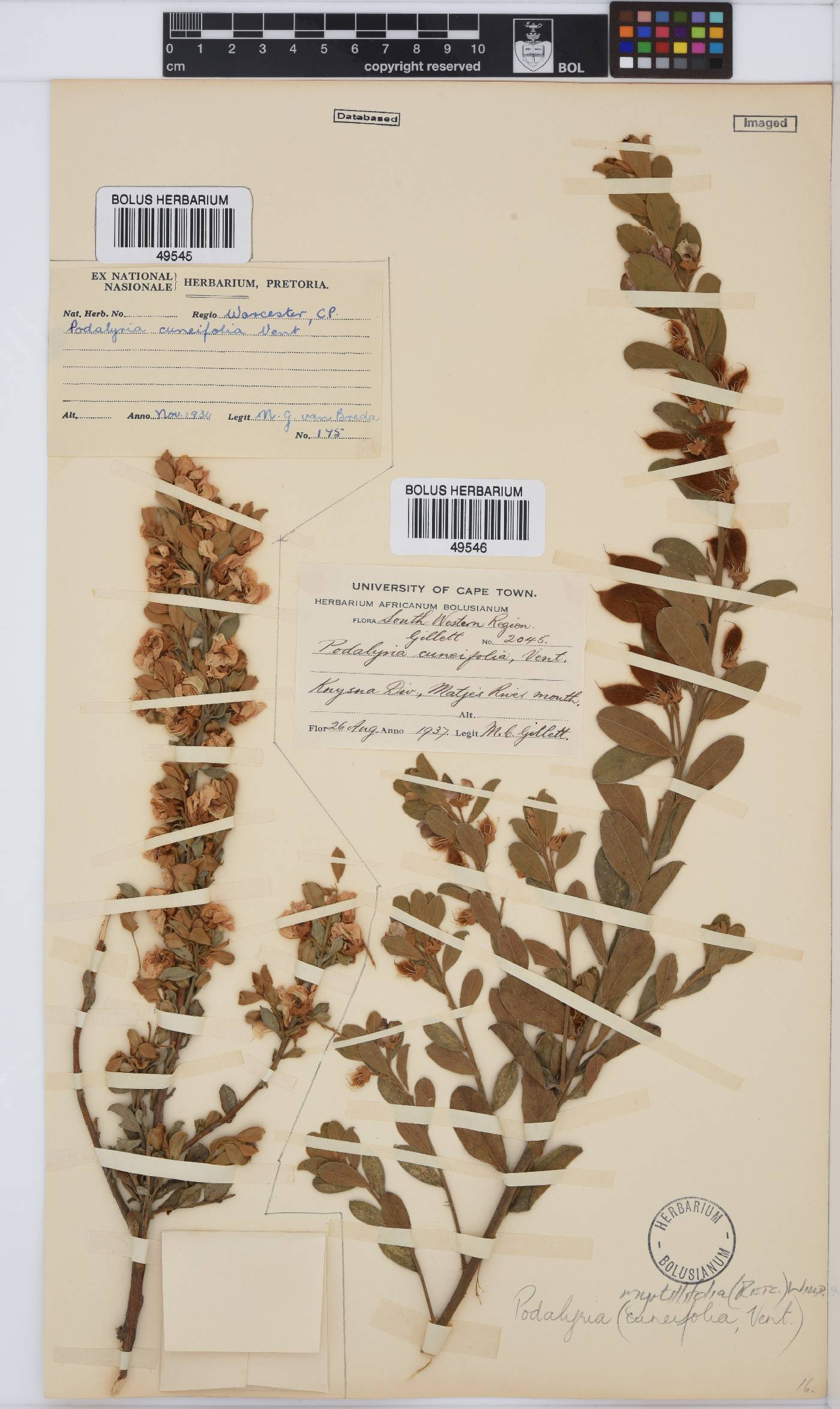 Podalyria myrtillifolia image