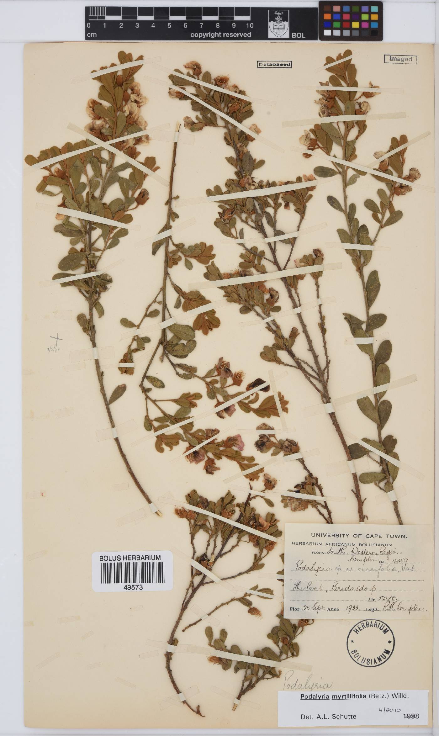 Podalyria myrtillifolia image