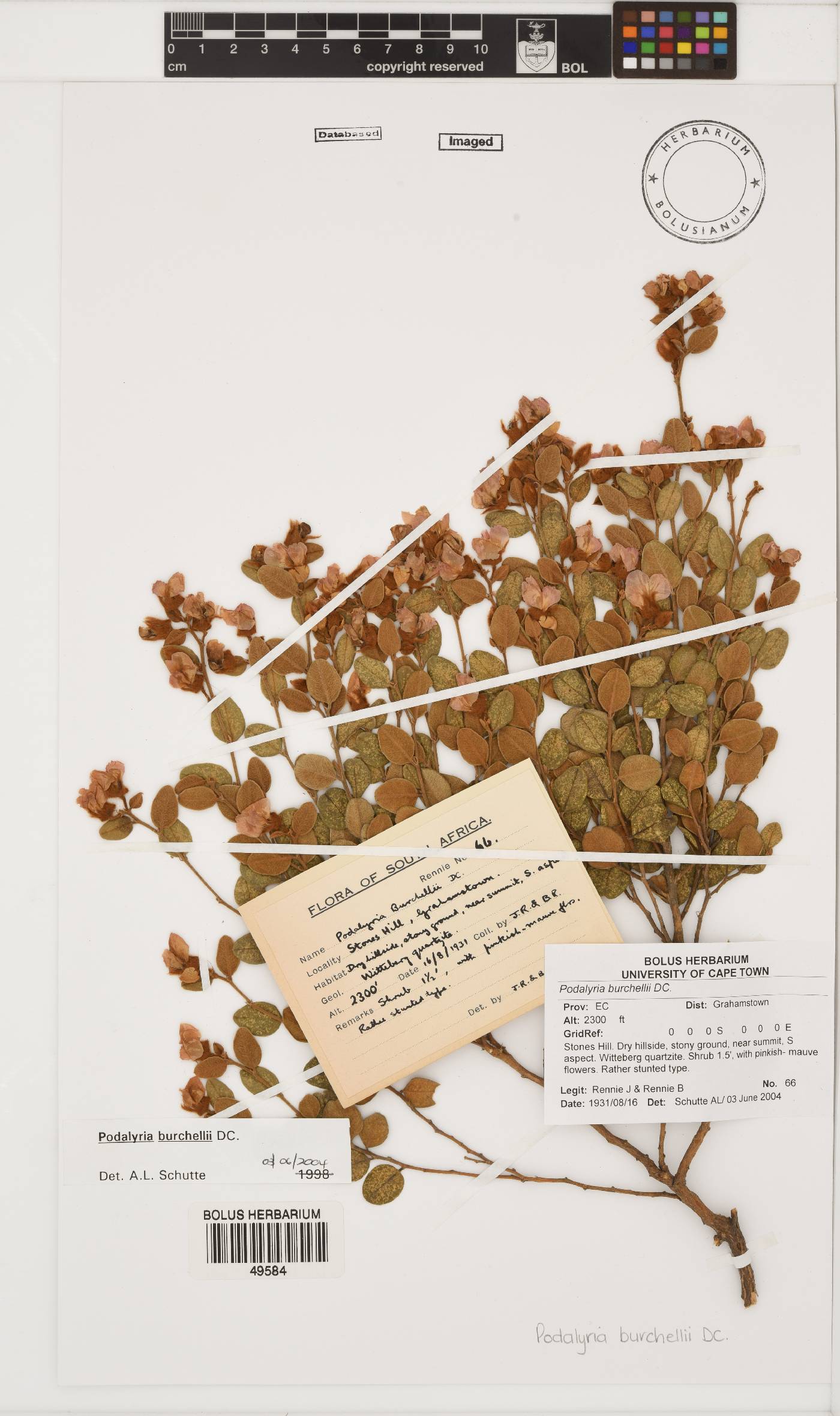 Podalyria burchellii image