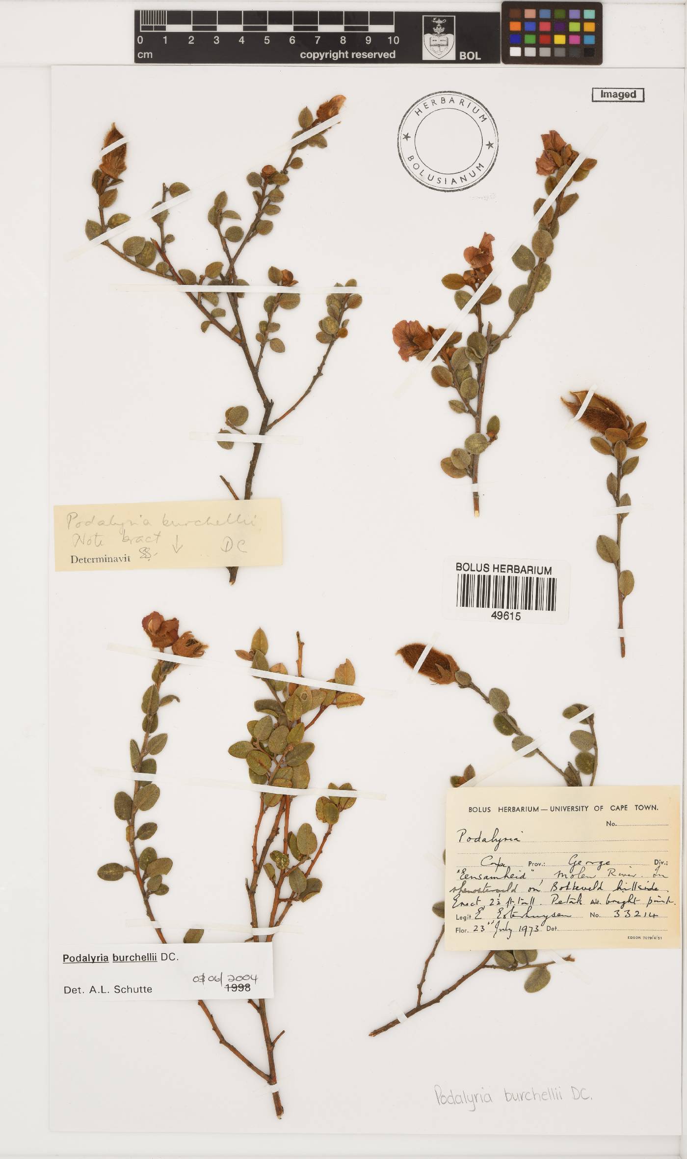Podalyria burchellii image