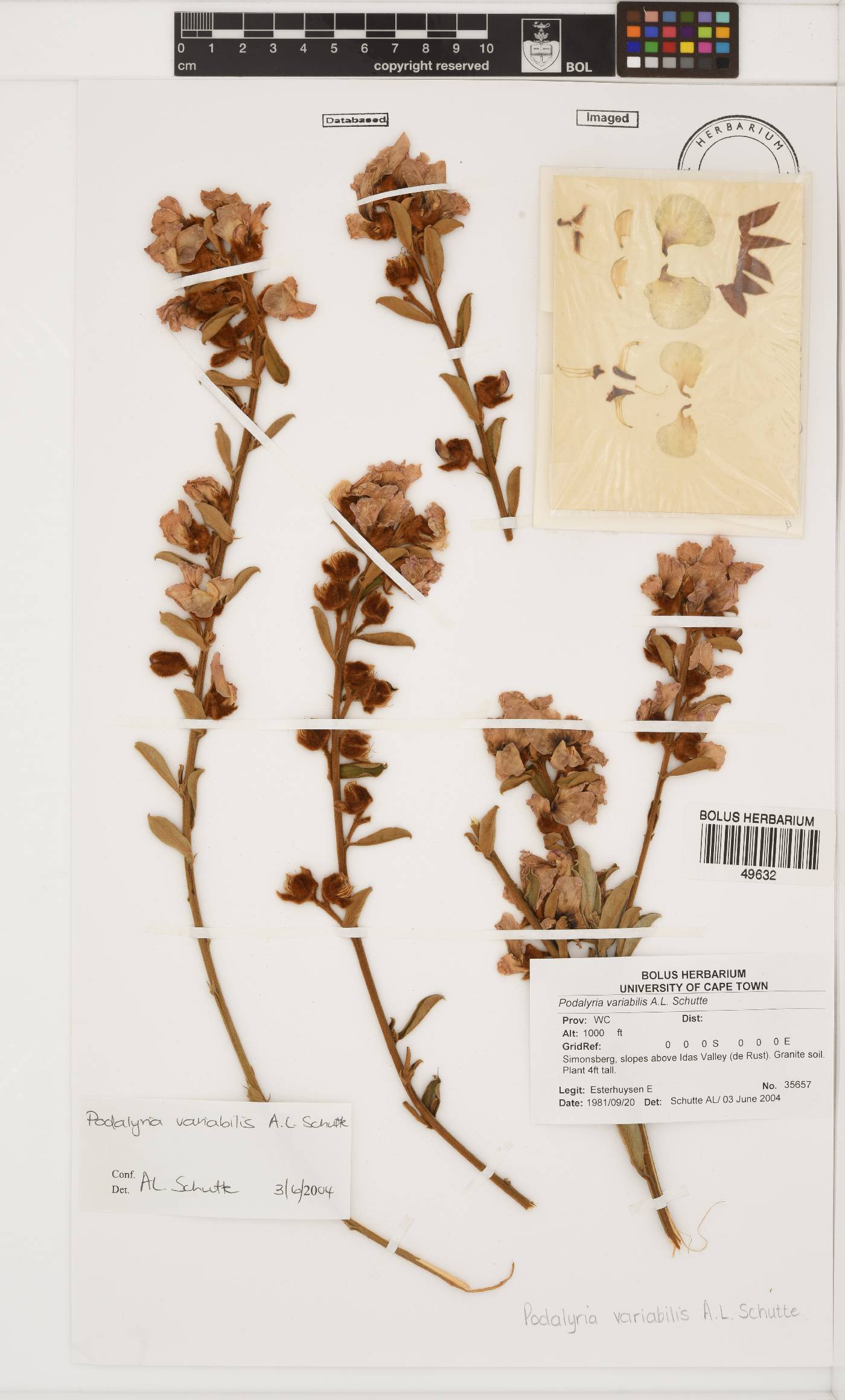 Podalyria variabilis image