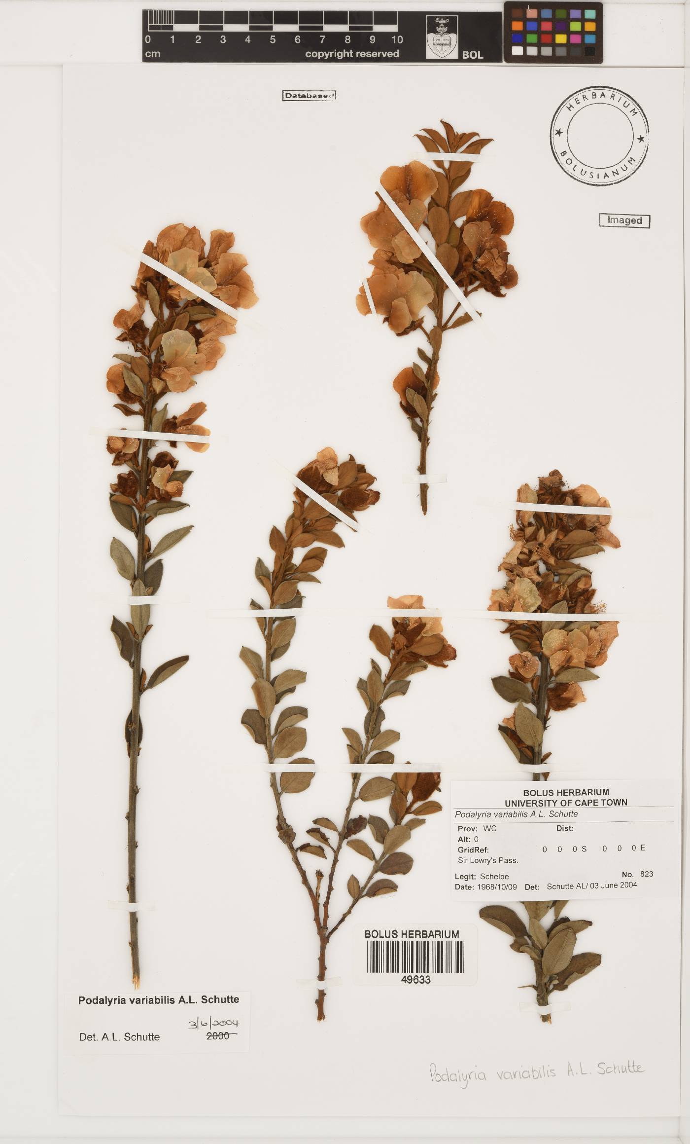 Podalyria variabilis image