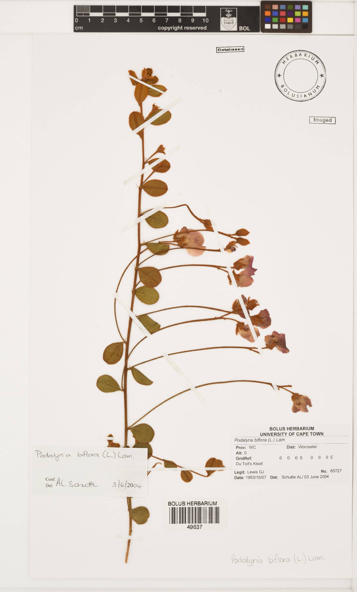 Podalyria biflora image