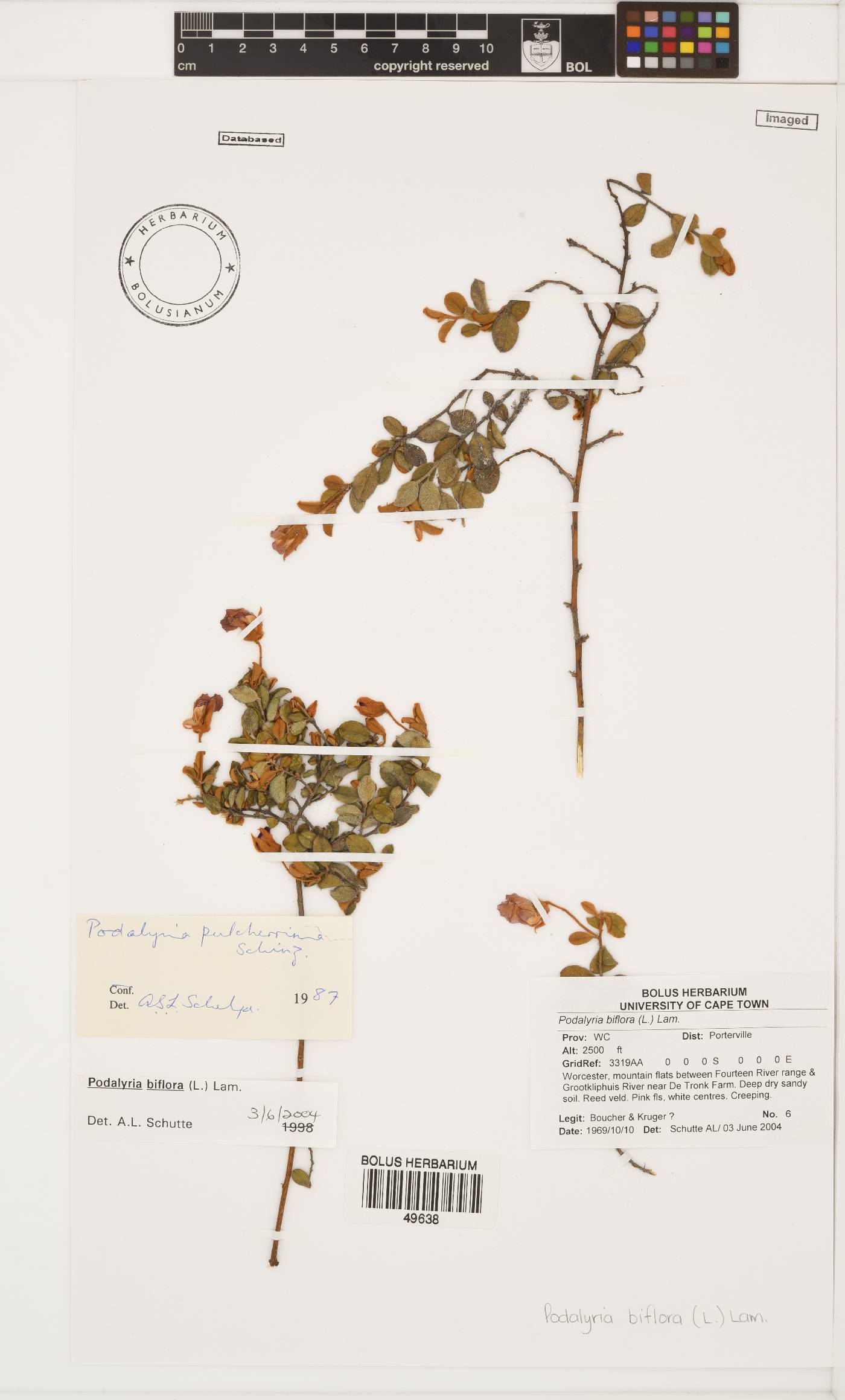 Podalyria biflora image