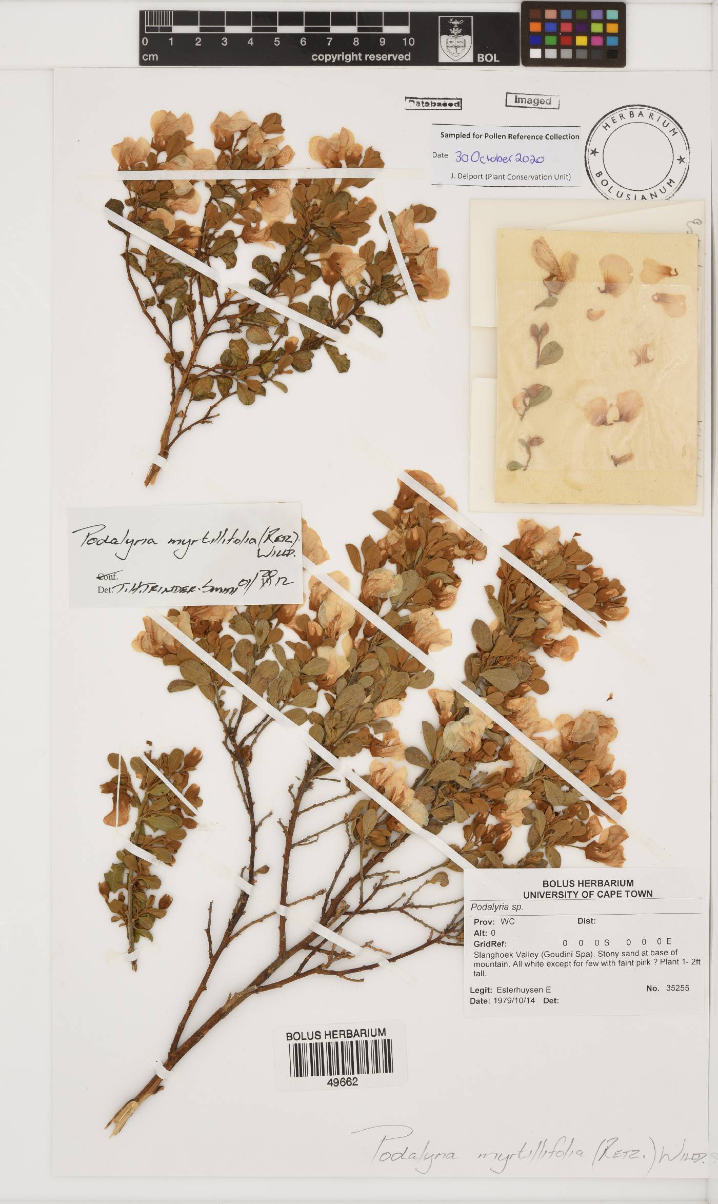 Podalyria myrtillifolia image