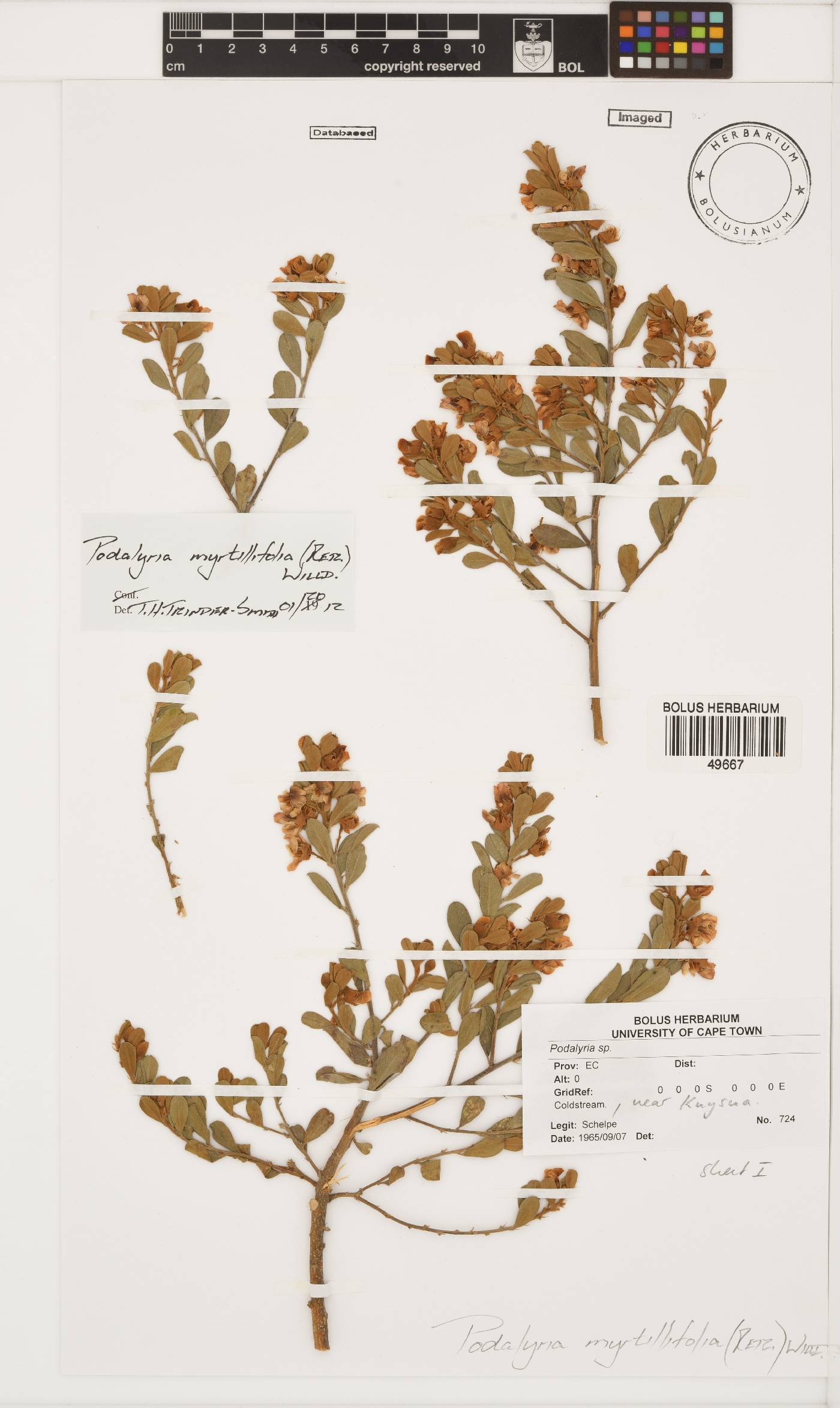 Podalyria myrtillifolia image