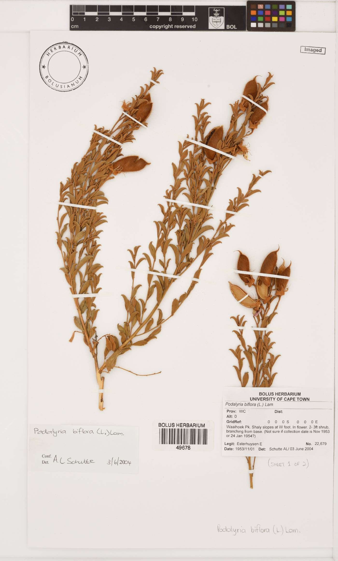 Podalyria biflora image