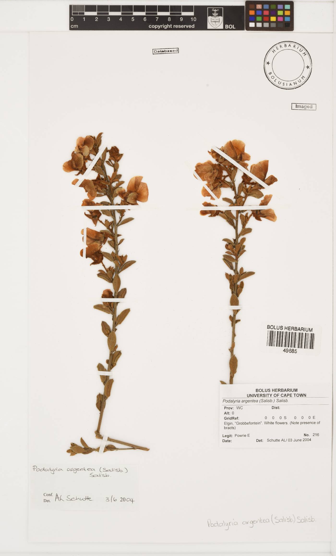Podalyria argentea image
