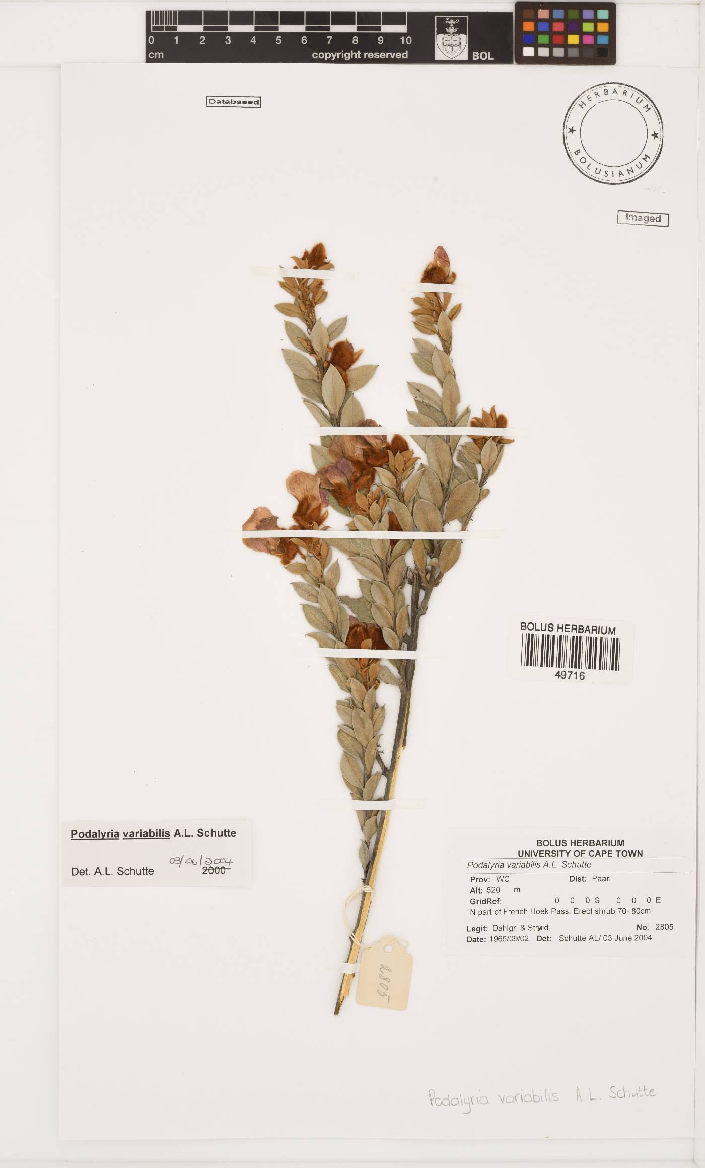 Podalyria variabilis image