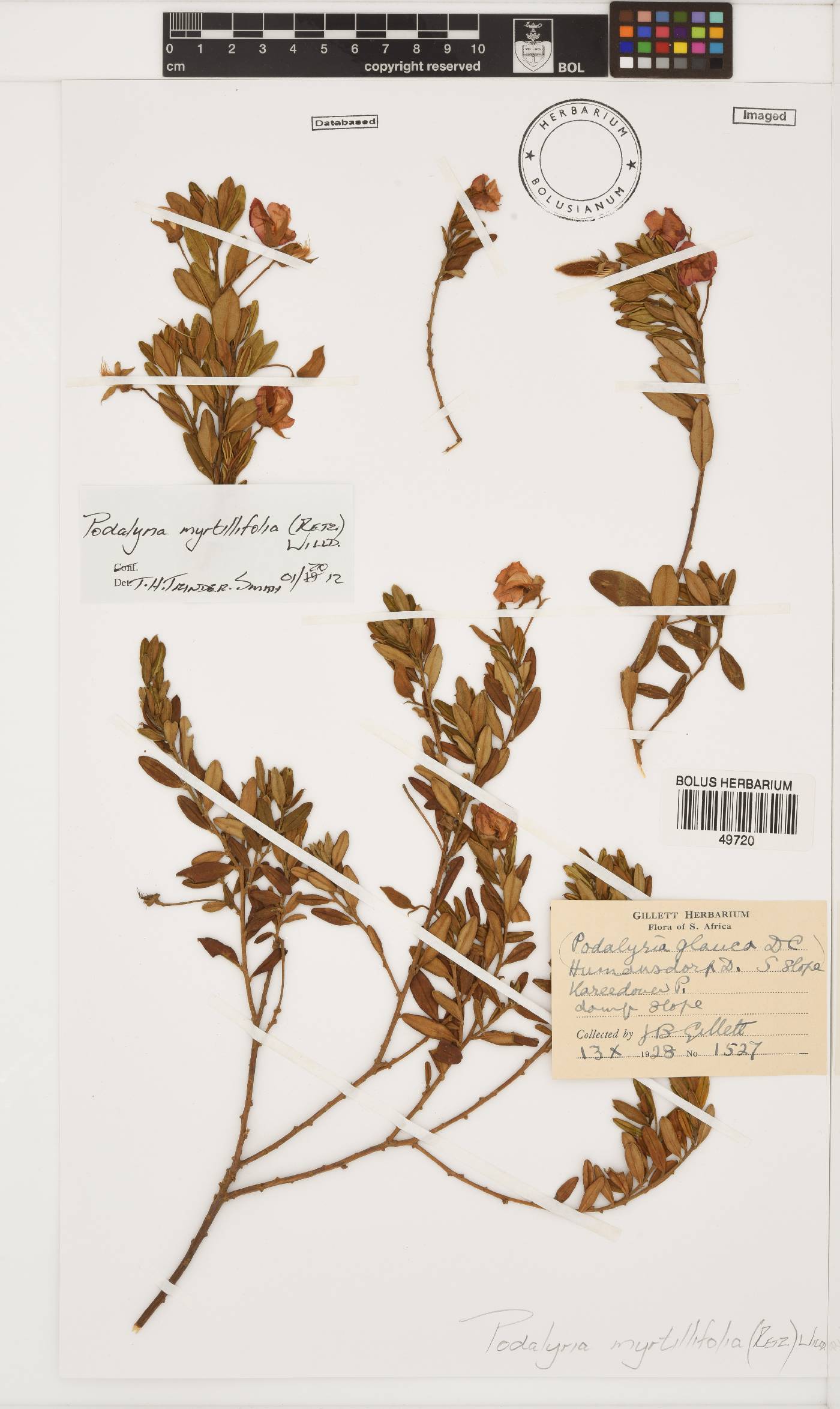 Podalyria myrtillifolia image