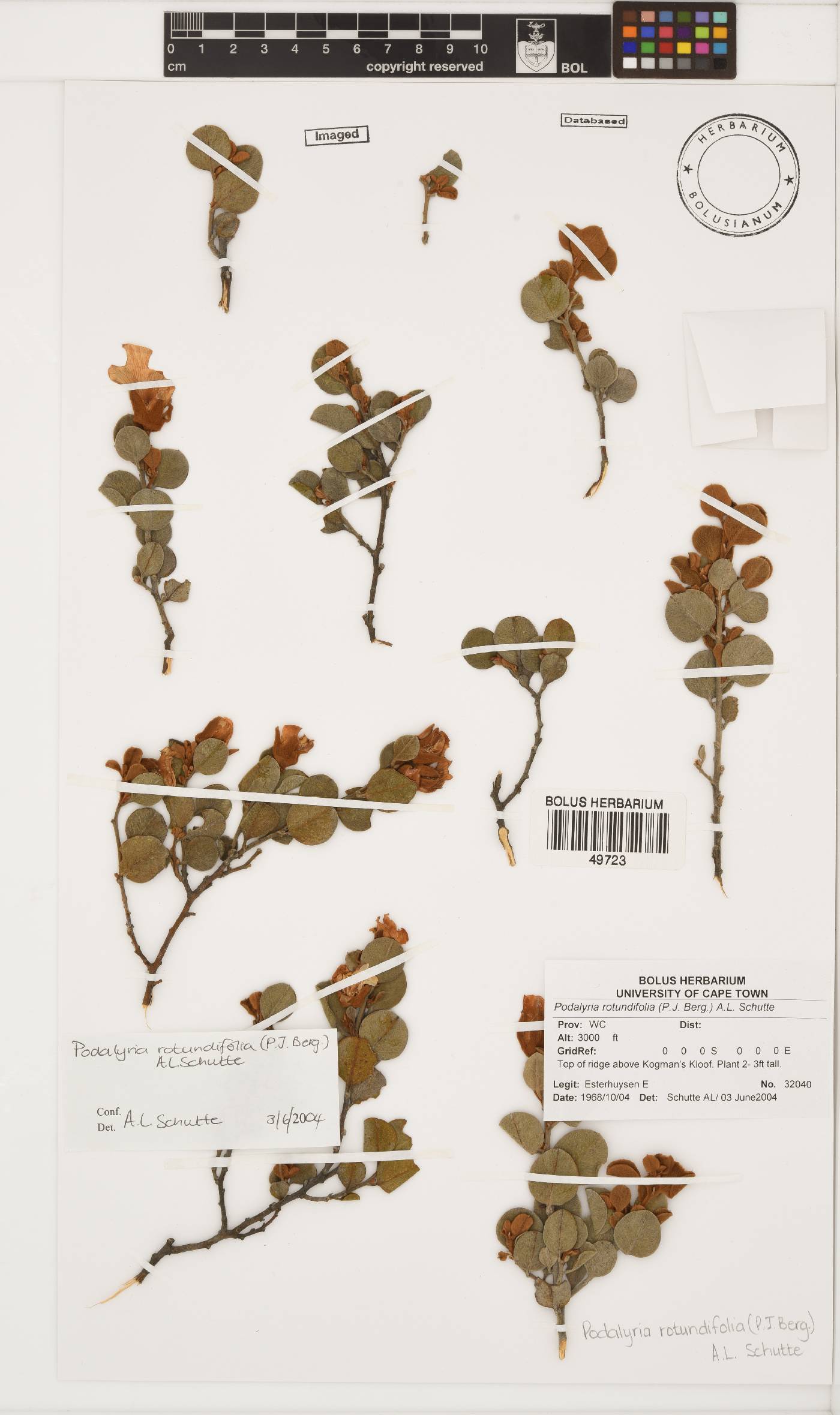 Podalyria rotundifolia image