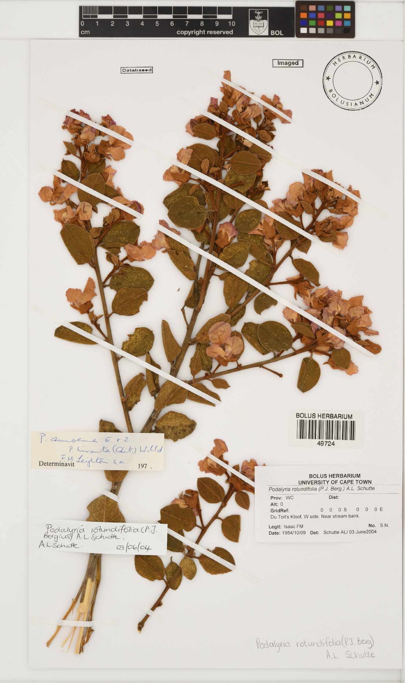 Podalyria rotundifolia image