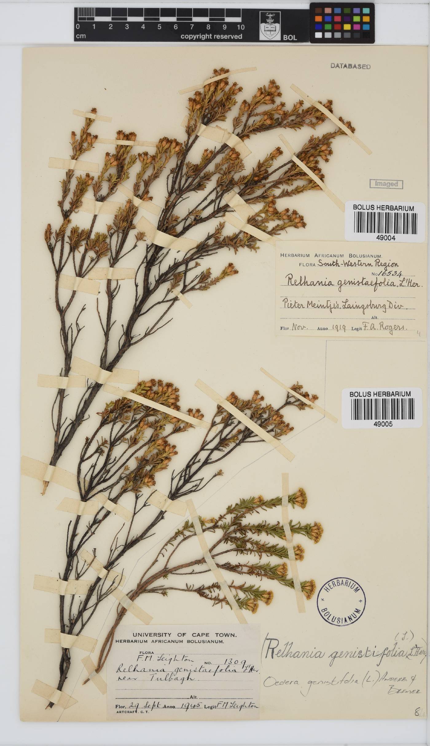 Oedera genistifolia image