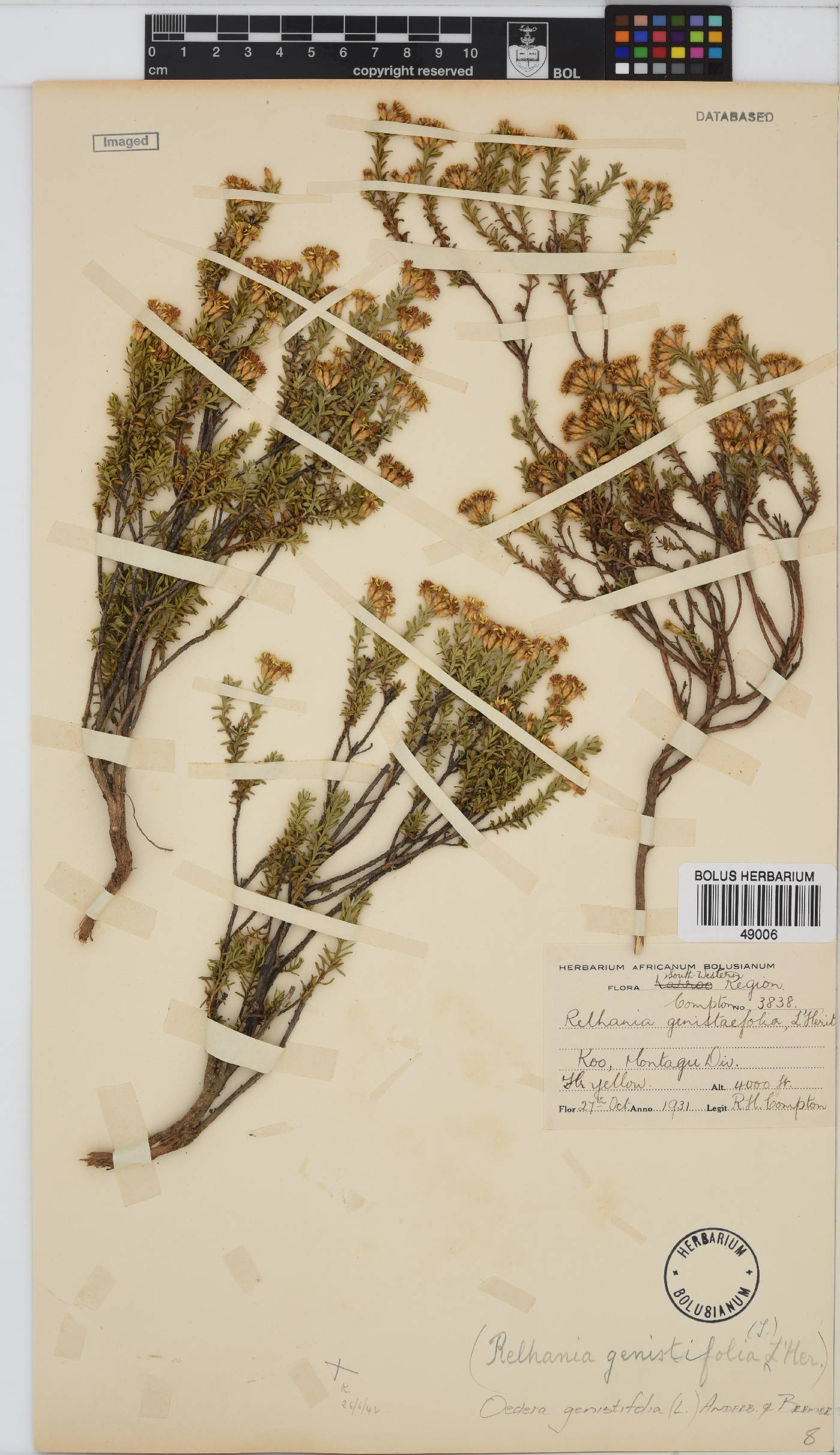 Oedera genistifolia image