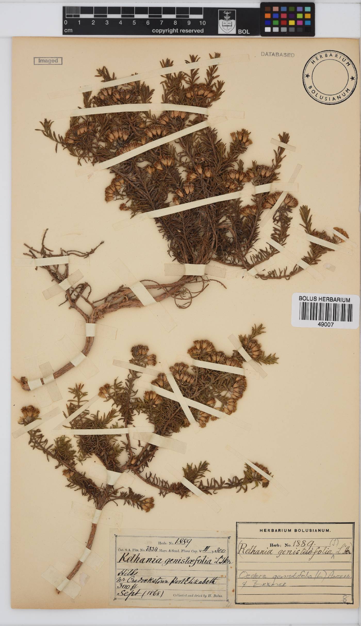 Oedera genistifolia image