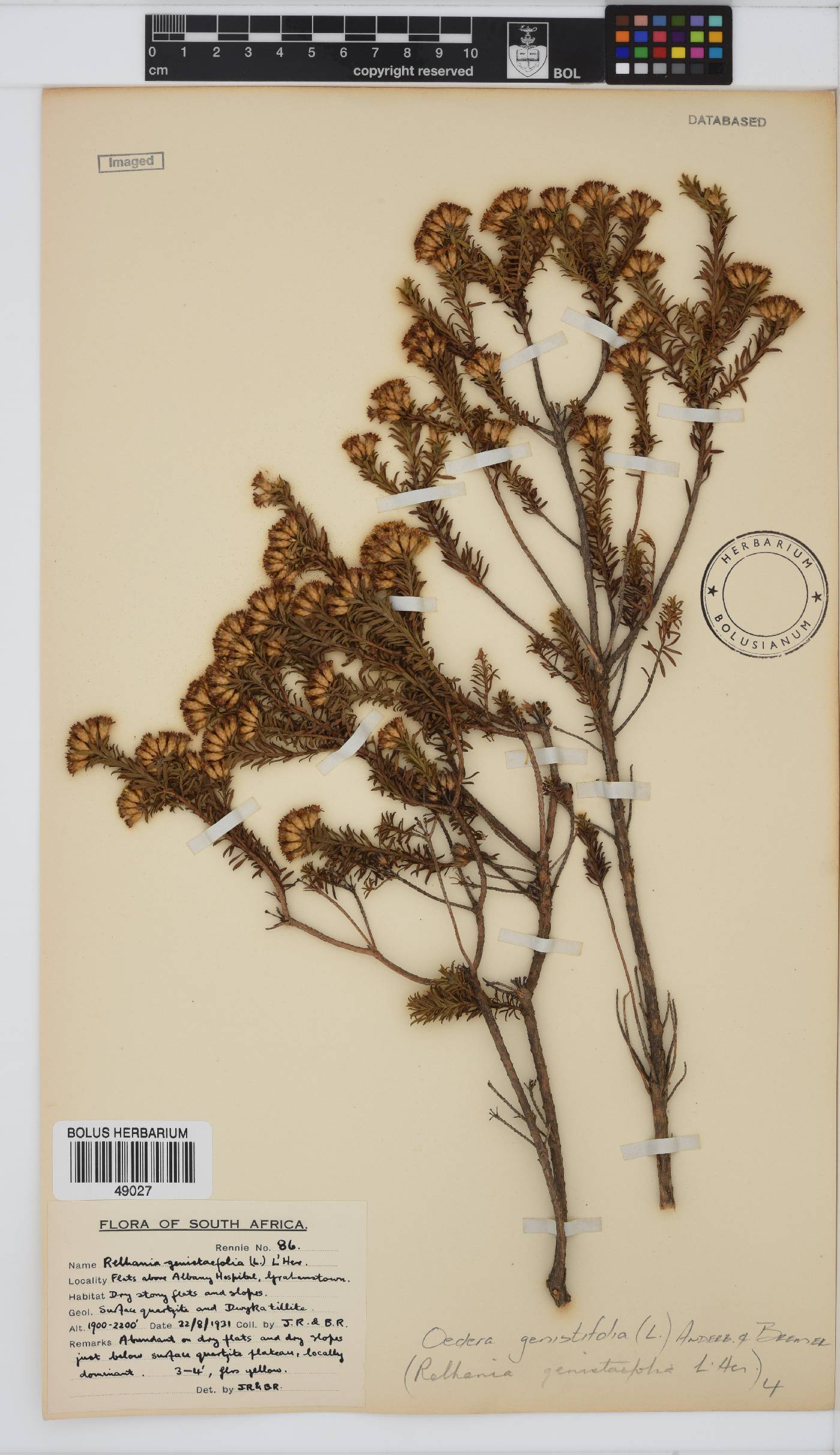 Oedera genistifolia image