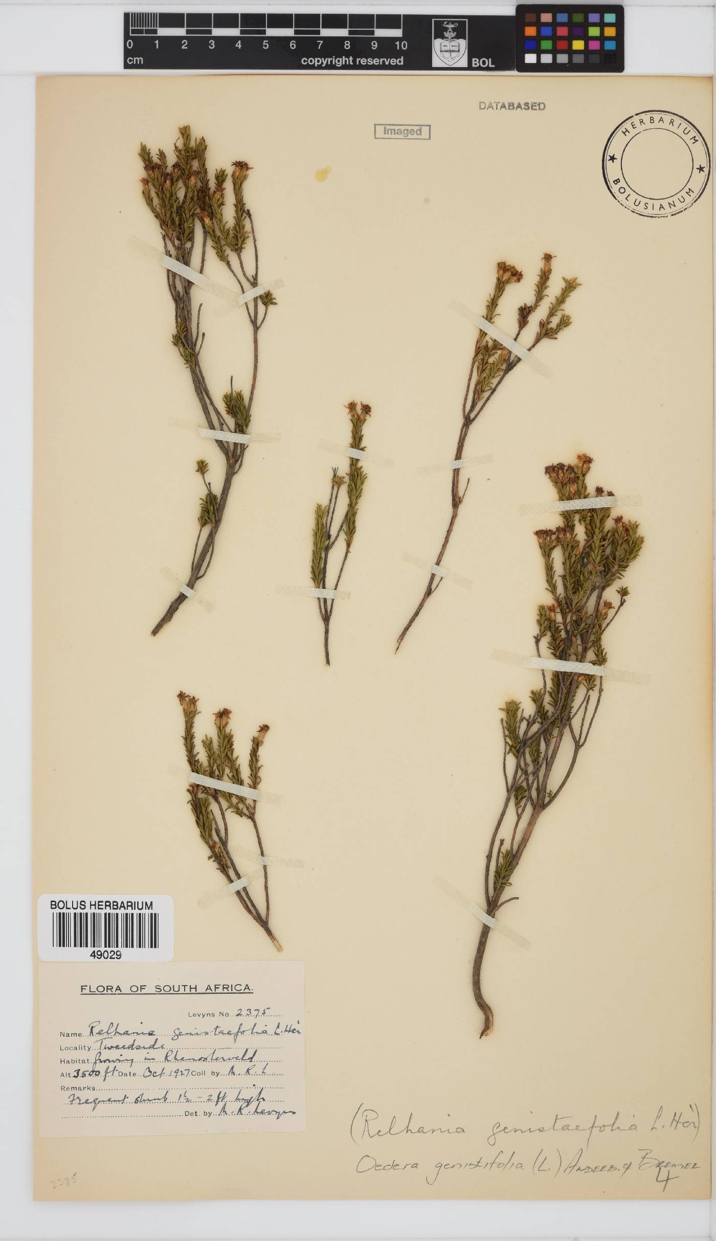 Oedera genistifolia image