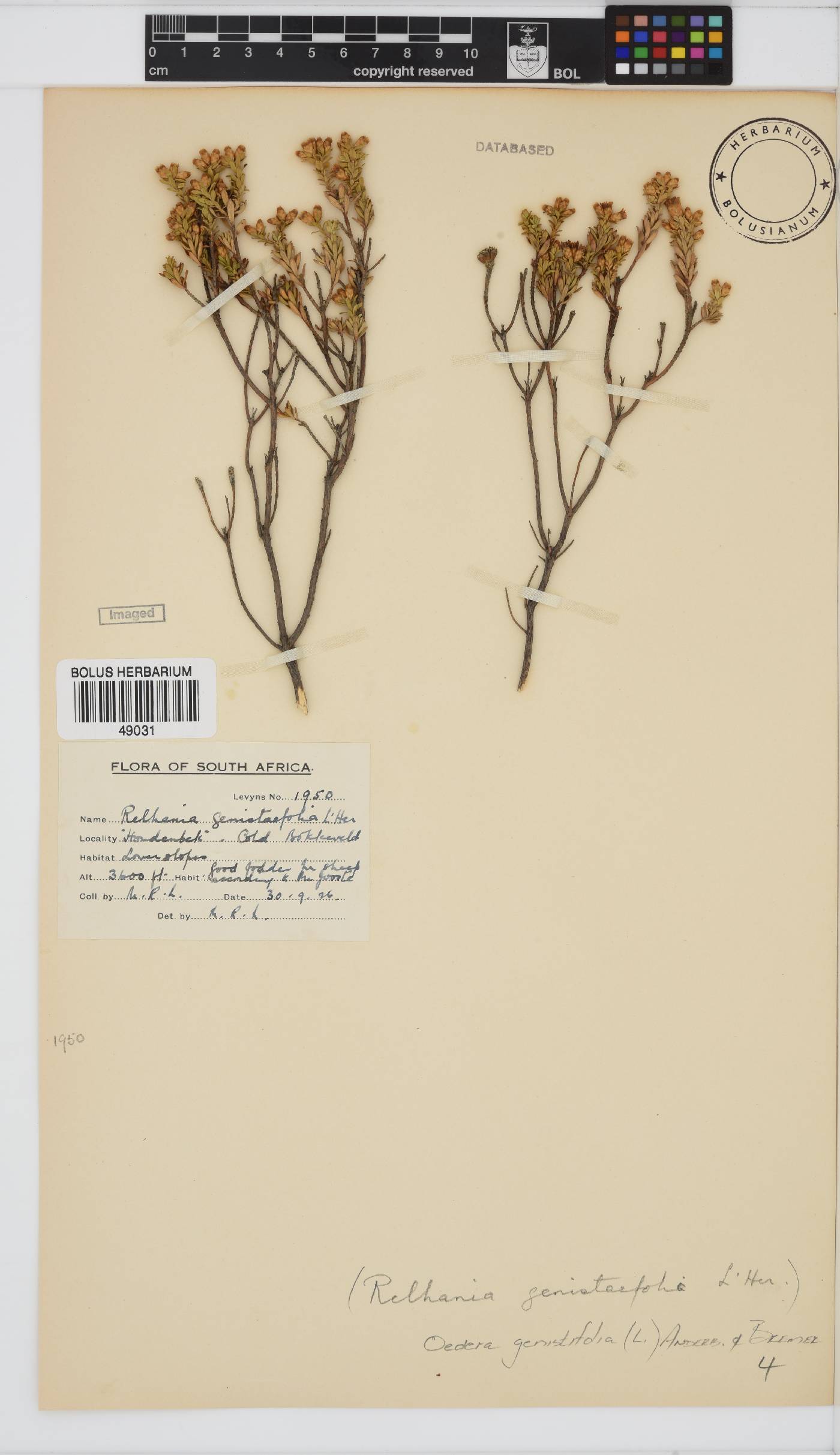 Oedera genistifolia image