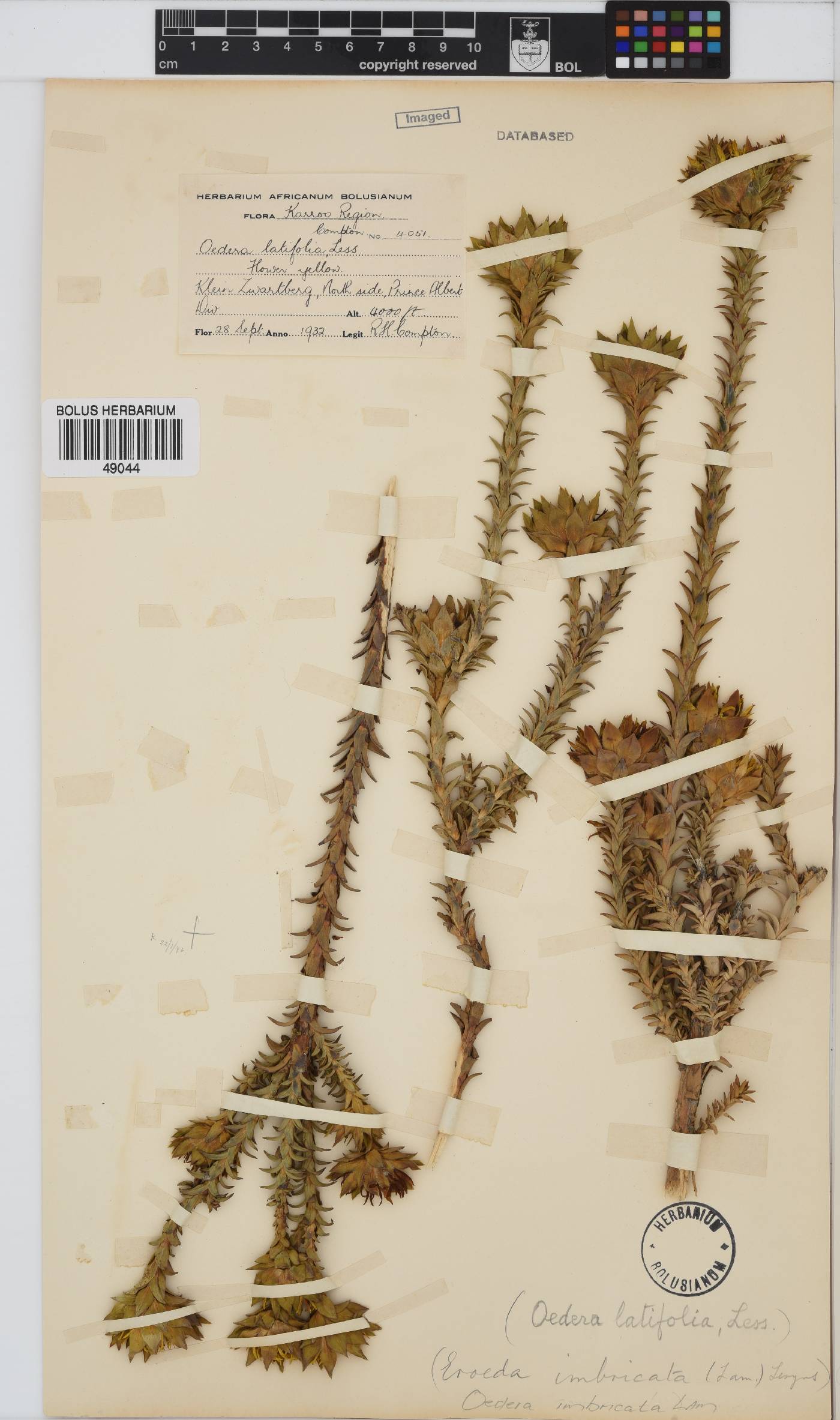 Oedera imbricata image