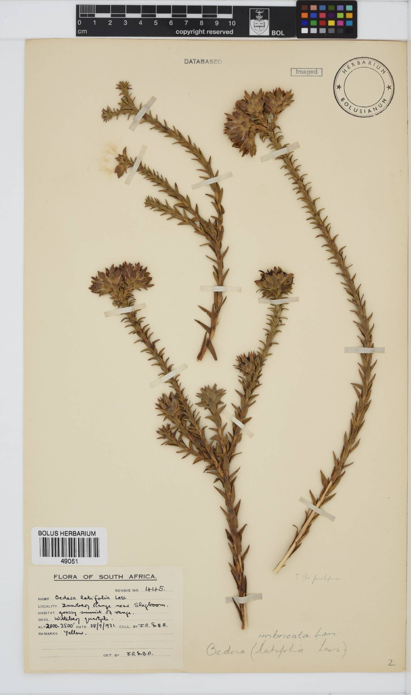 Oedera imbricata image