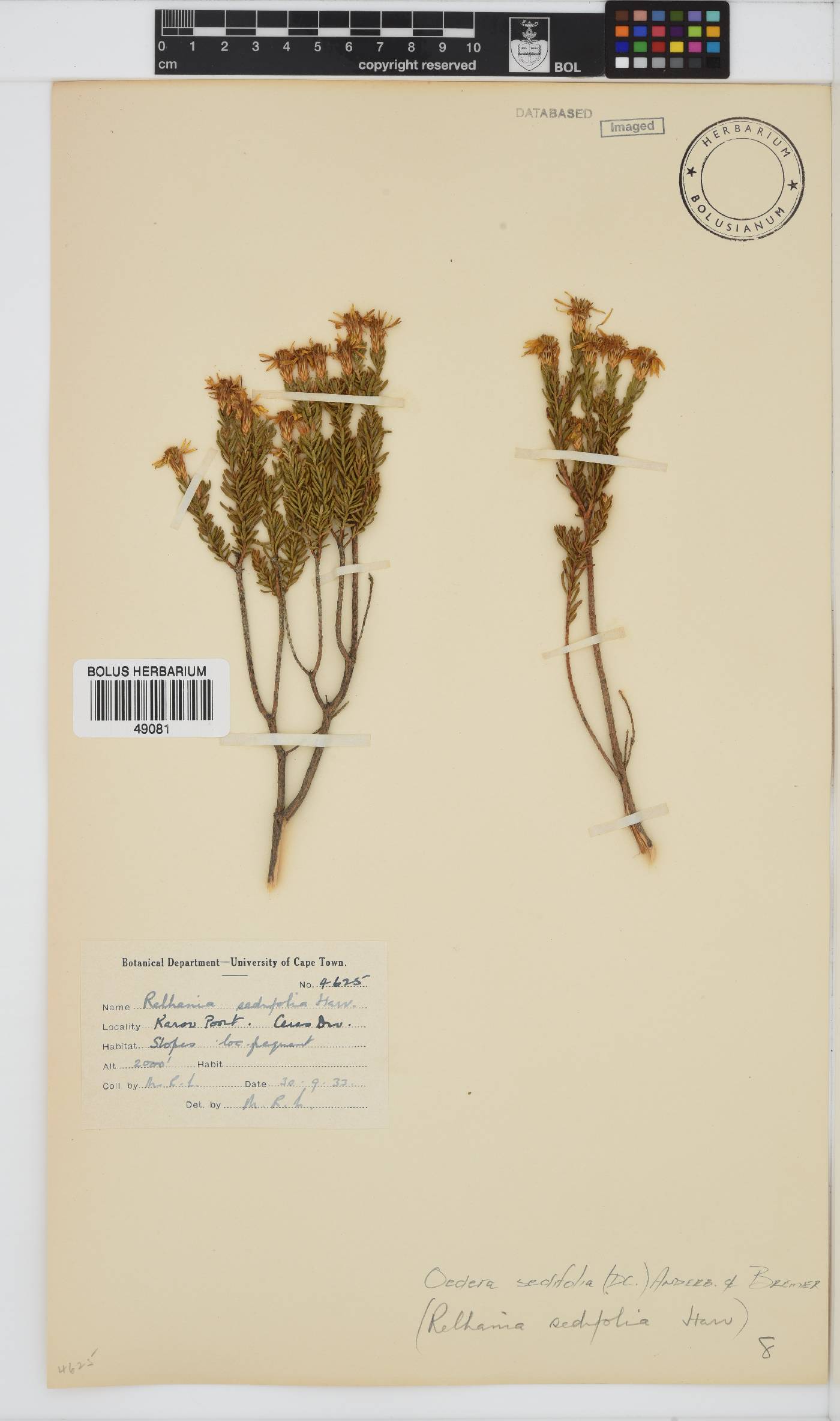 Oedera sedifolia image